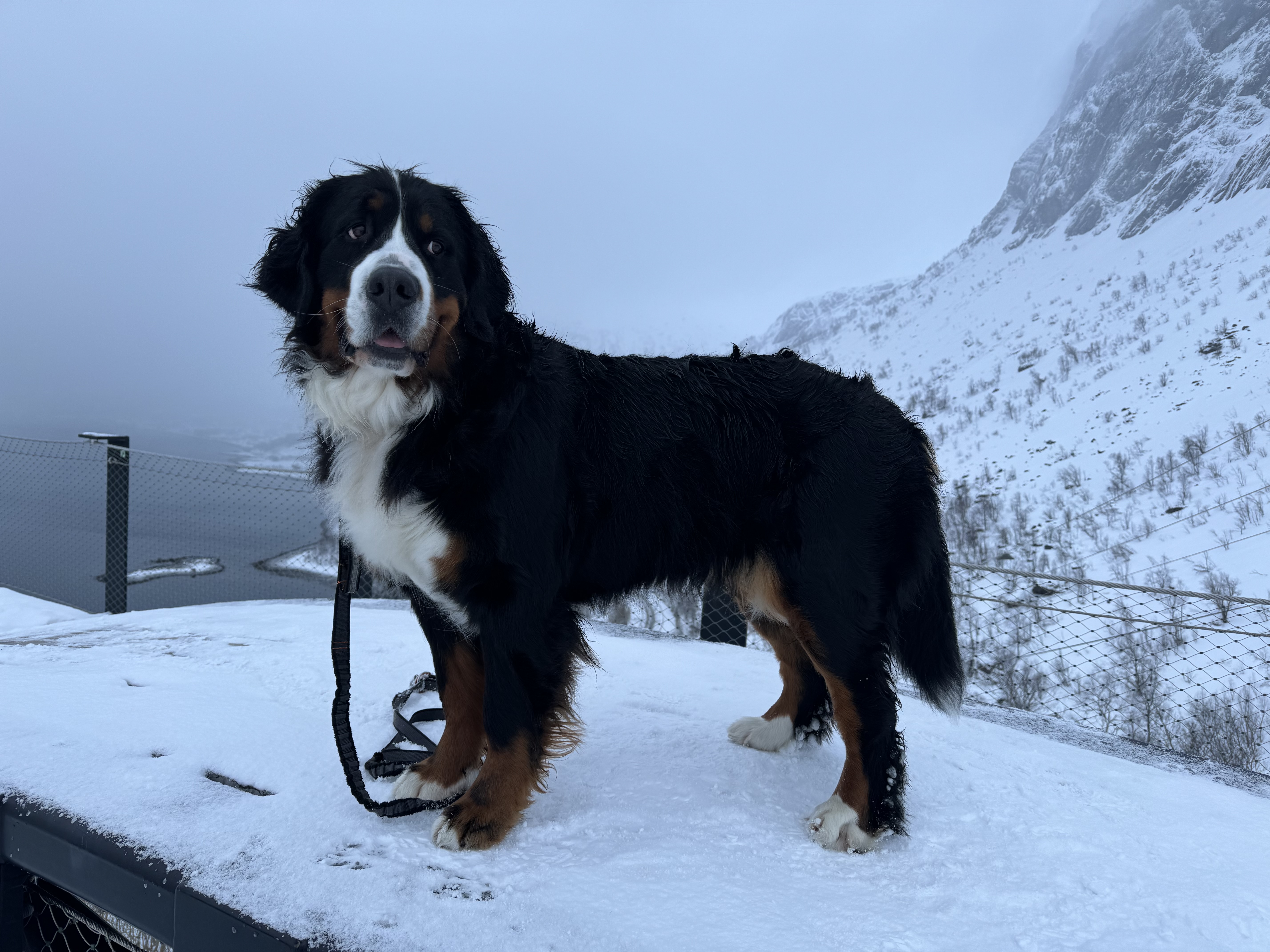 Bianca av Solbergnes Bianca av Solbergnes