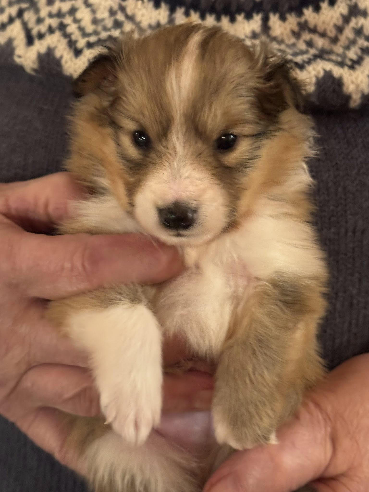 Mellsjøhøgda's On The Rocks