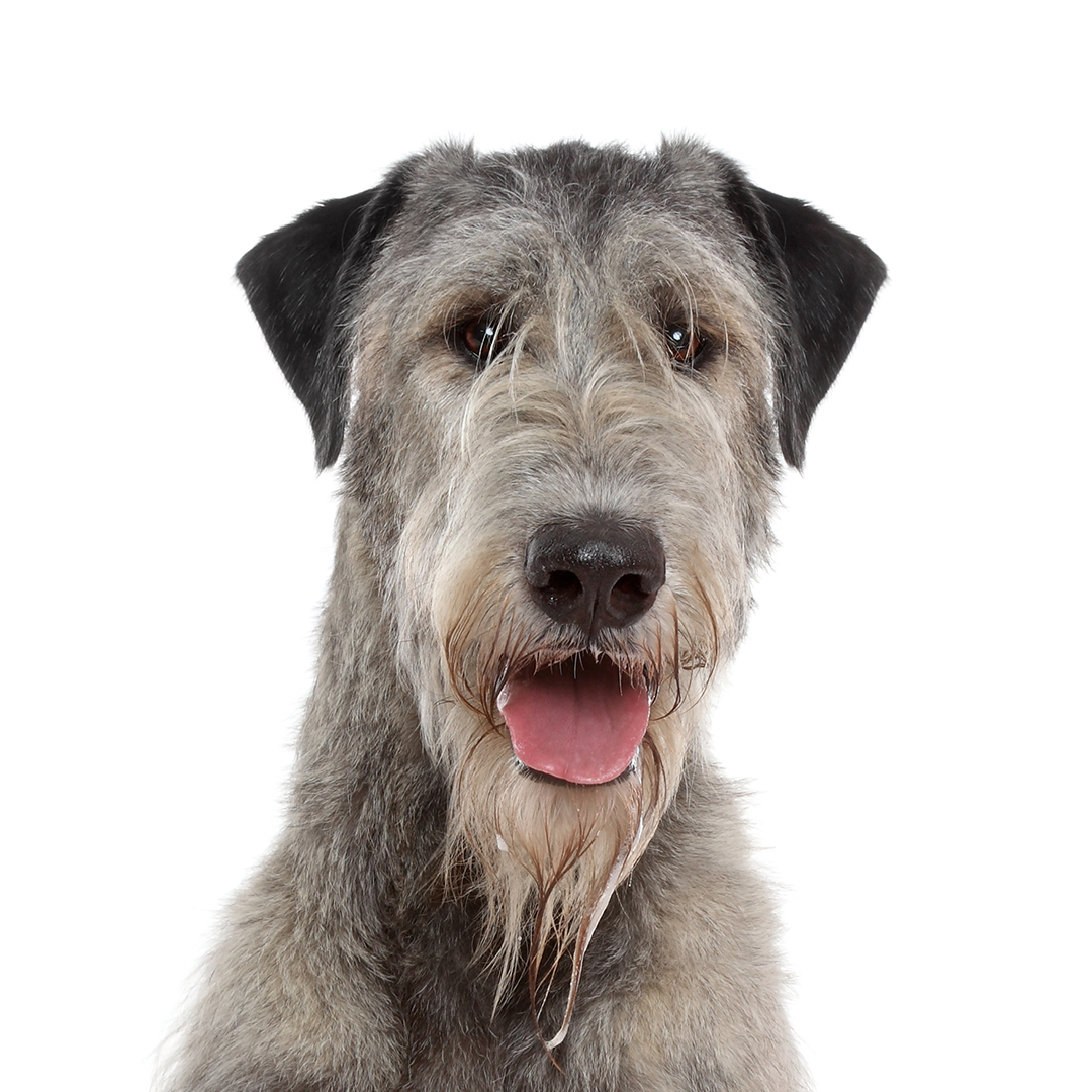 Irsk ulvehund Irsk ulvehund