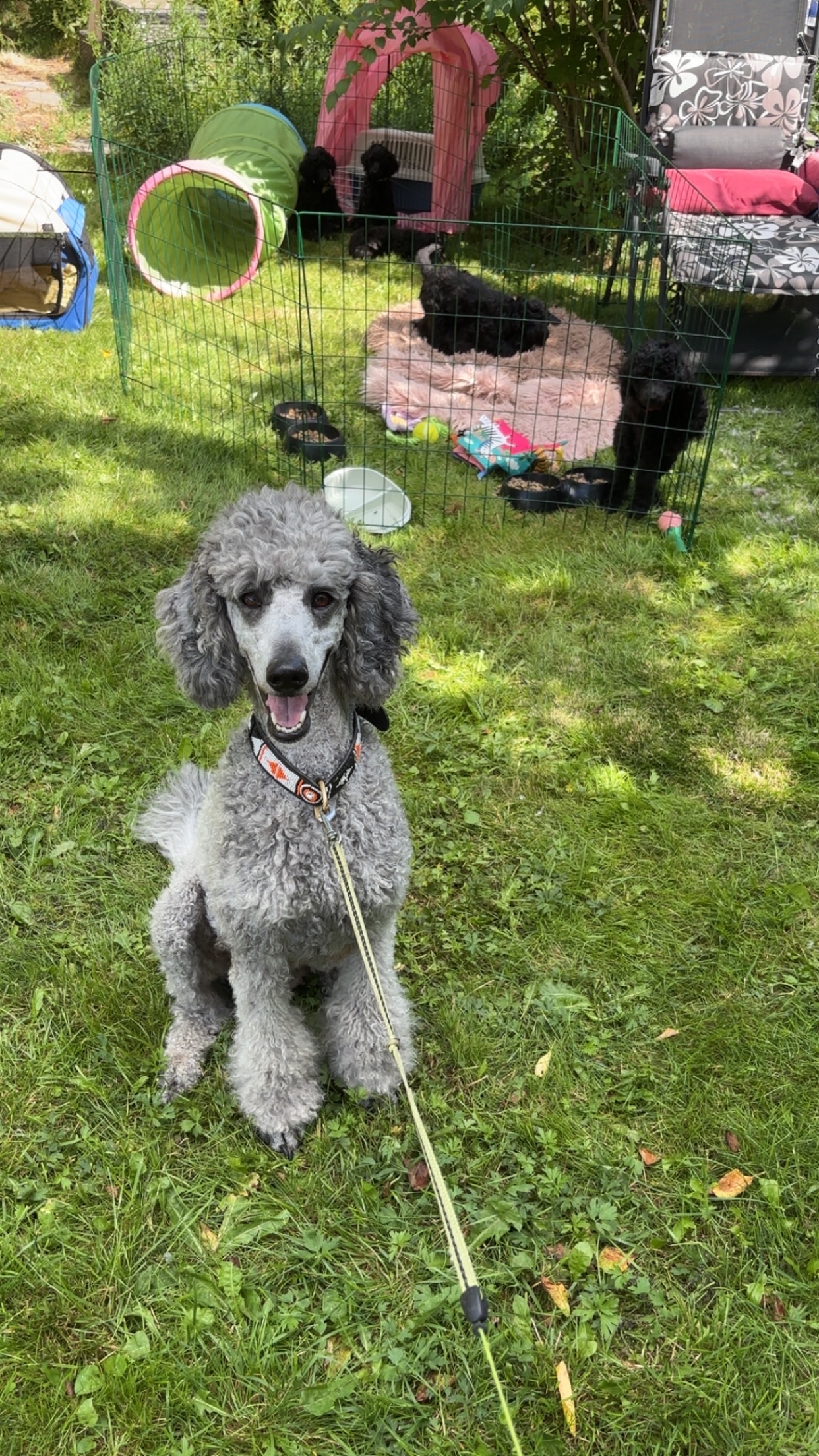 Irina (Abroz Iglesia)