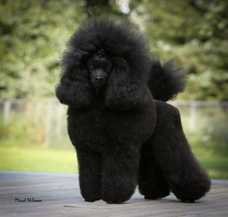 Black Mail’s Gold Ruch Black Mail’s Gold Ruch