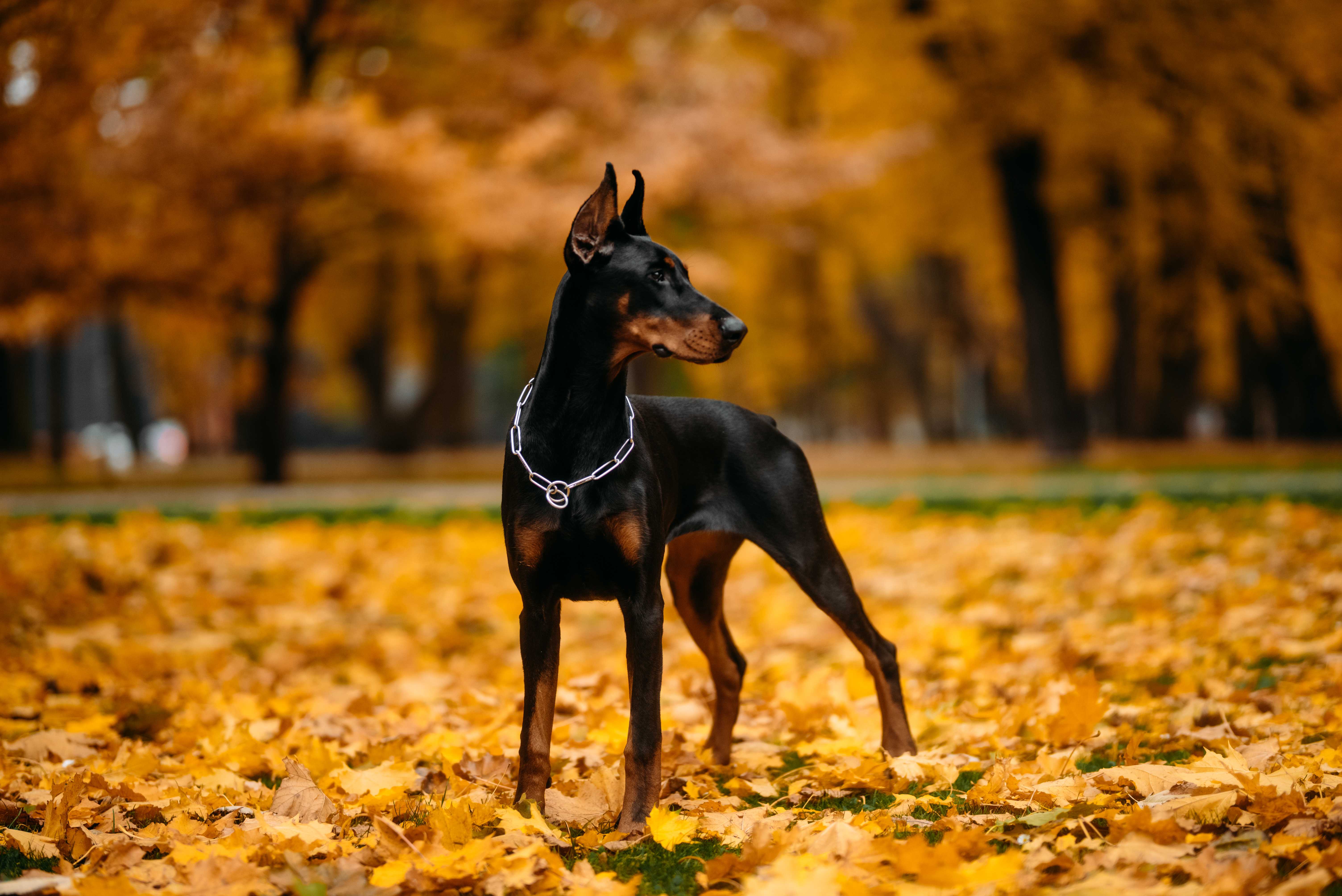 Dobermann Dobermann