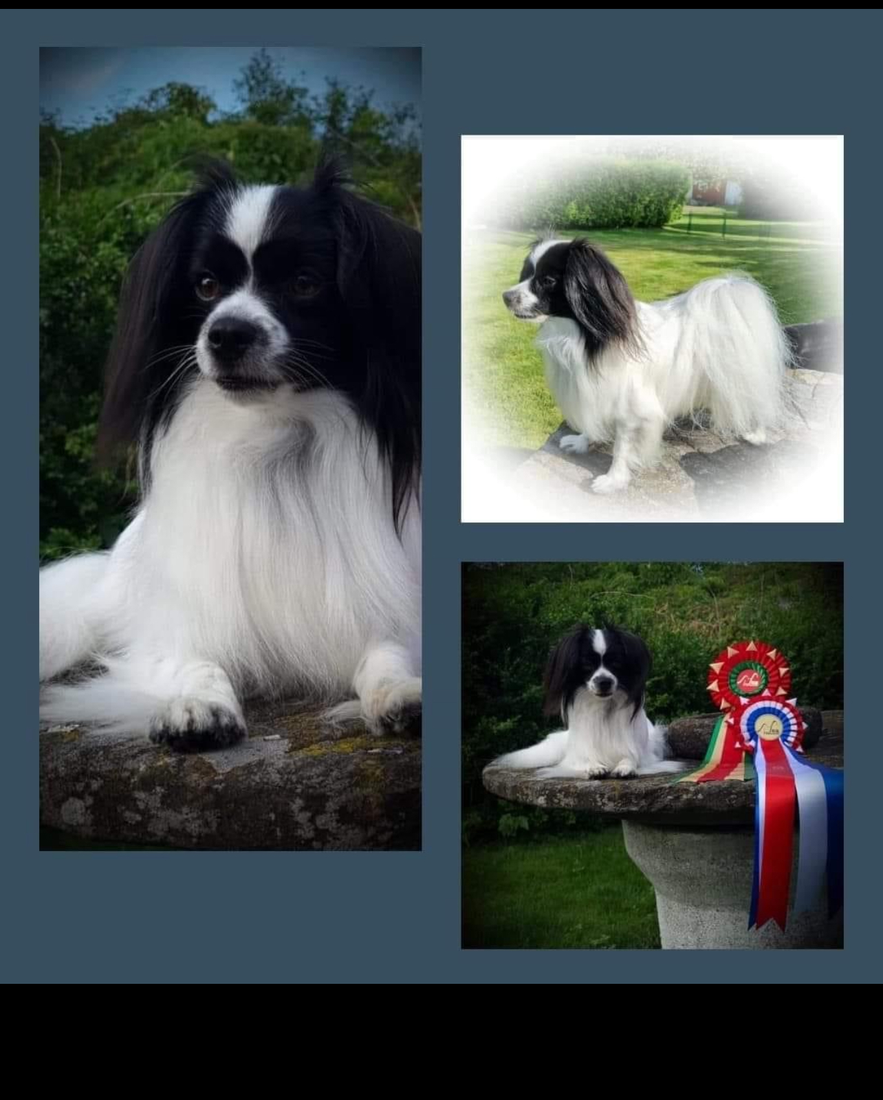 White Curl’s Adorable Moonsurprise 