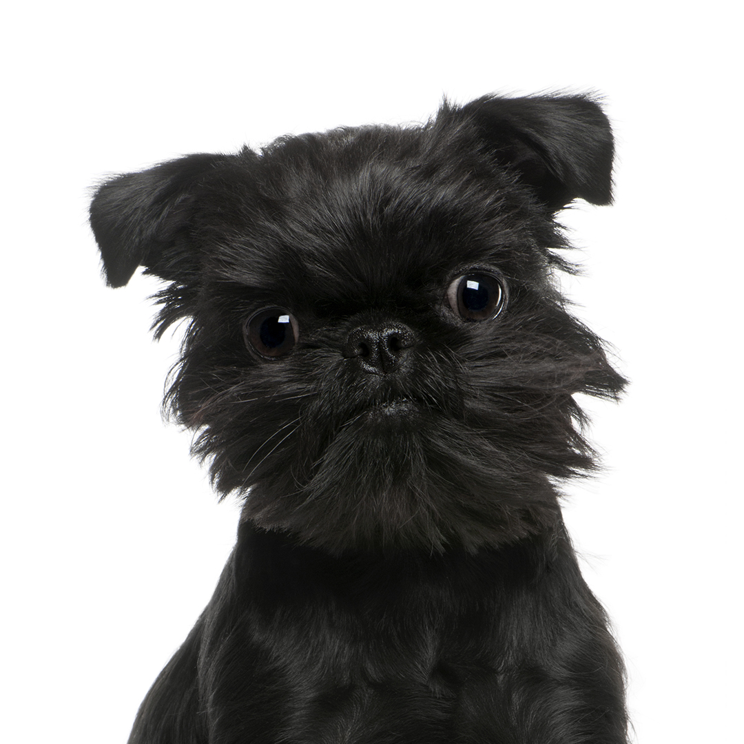 Griffon belge Griffon belge