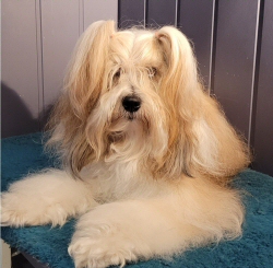 Rogell's Chayna Rogell's Chayna