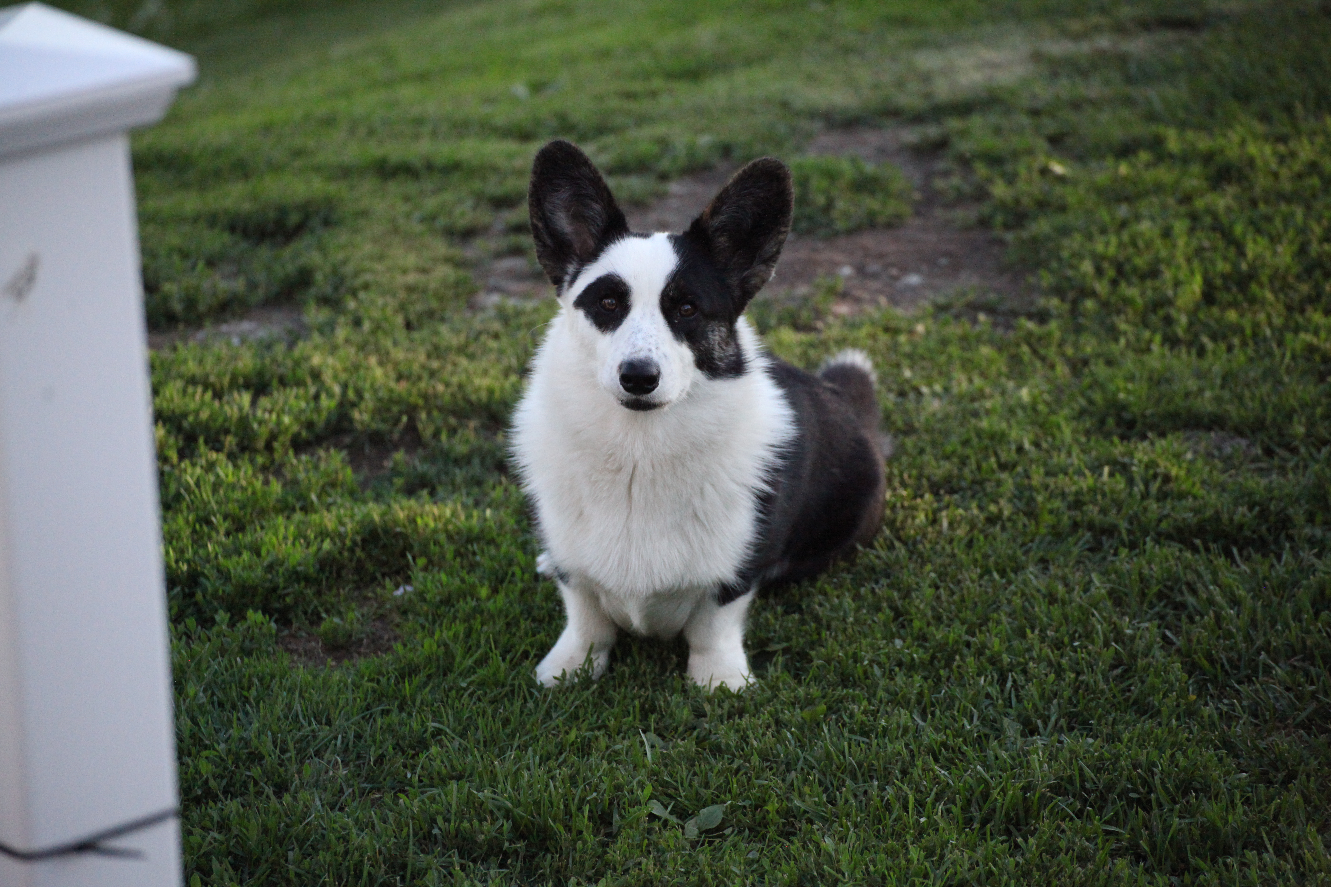 HenniHenka's Jiggly Wiggly Panda HenniHenka's Jiggly Wiggly Panda