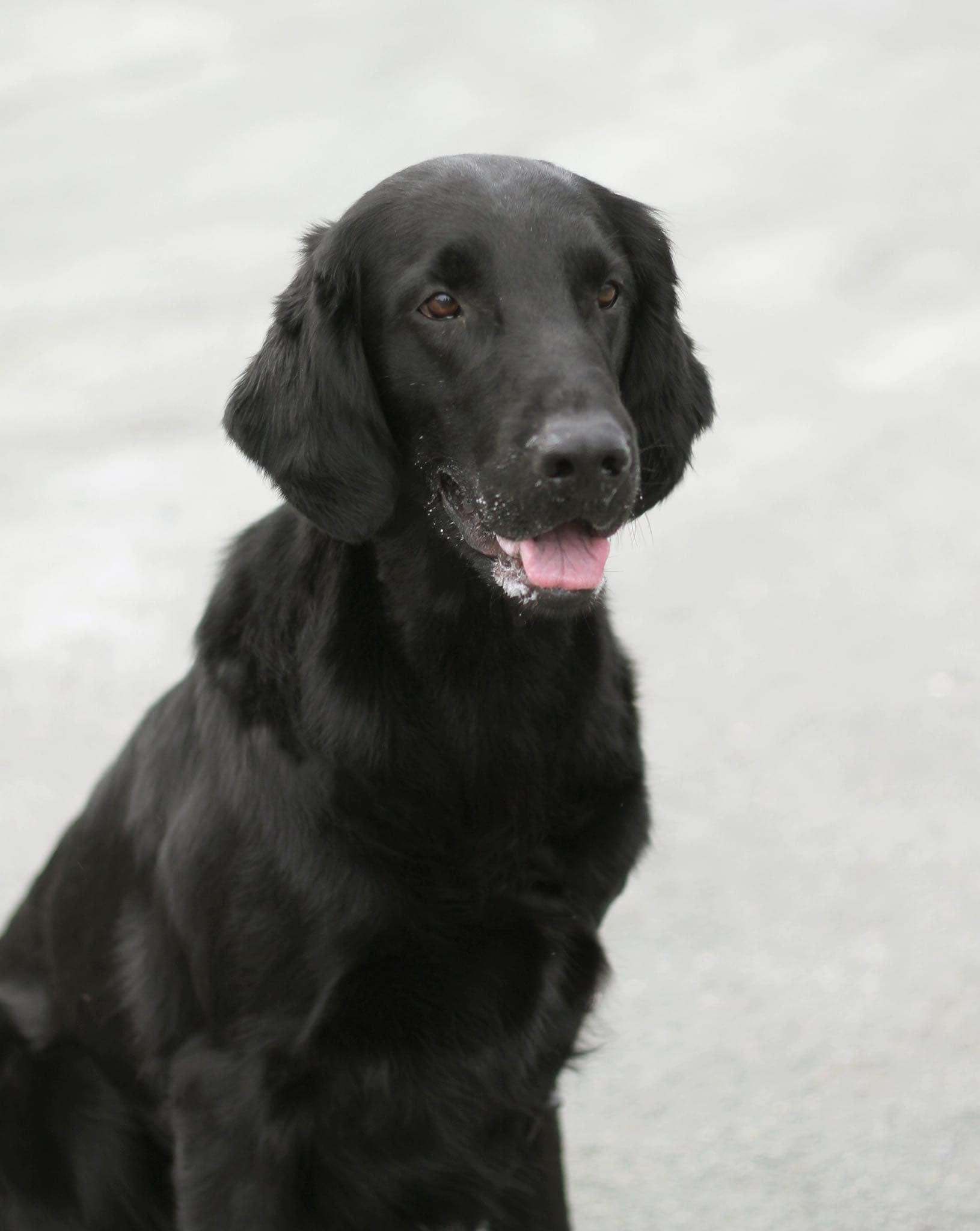 Team Prærien’s Mogop