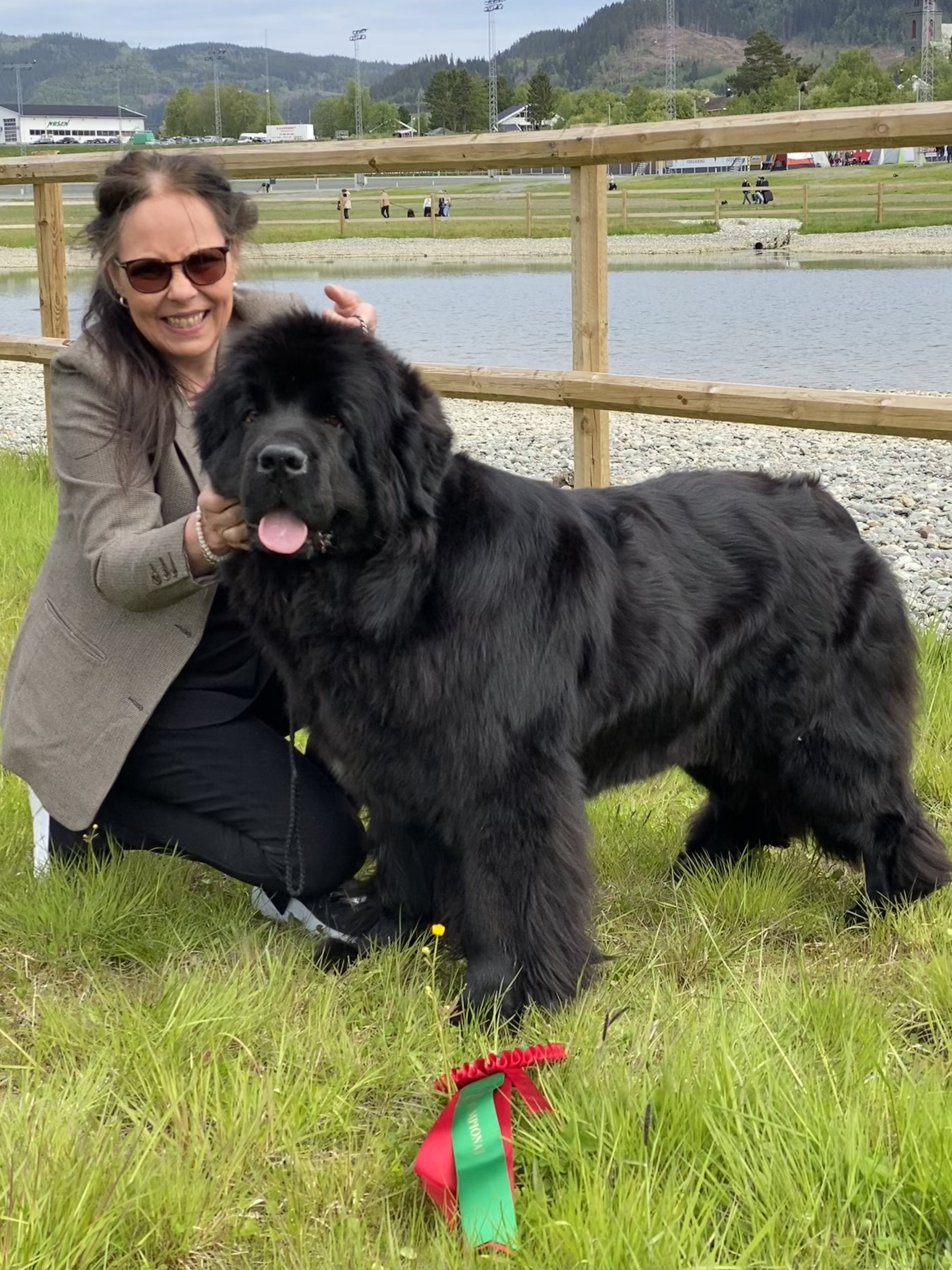 Newfoundlandshund Newfoundlandshund