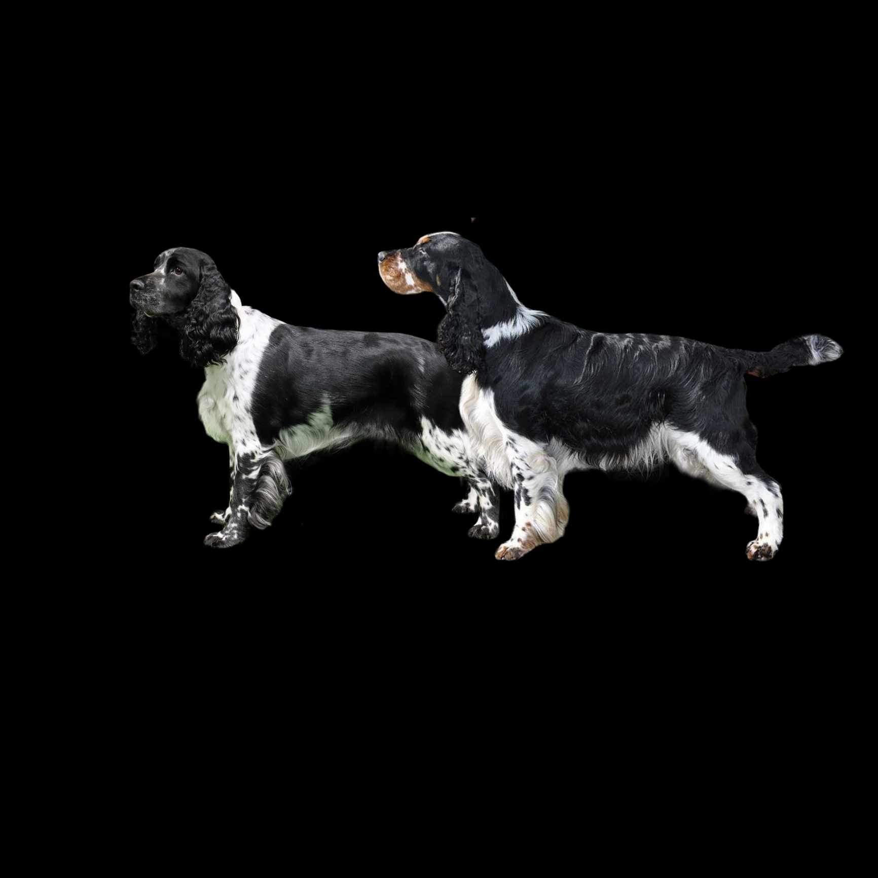 Engeskogens P-Kull Engeskogens P-Kull