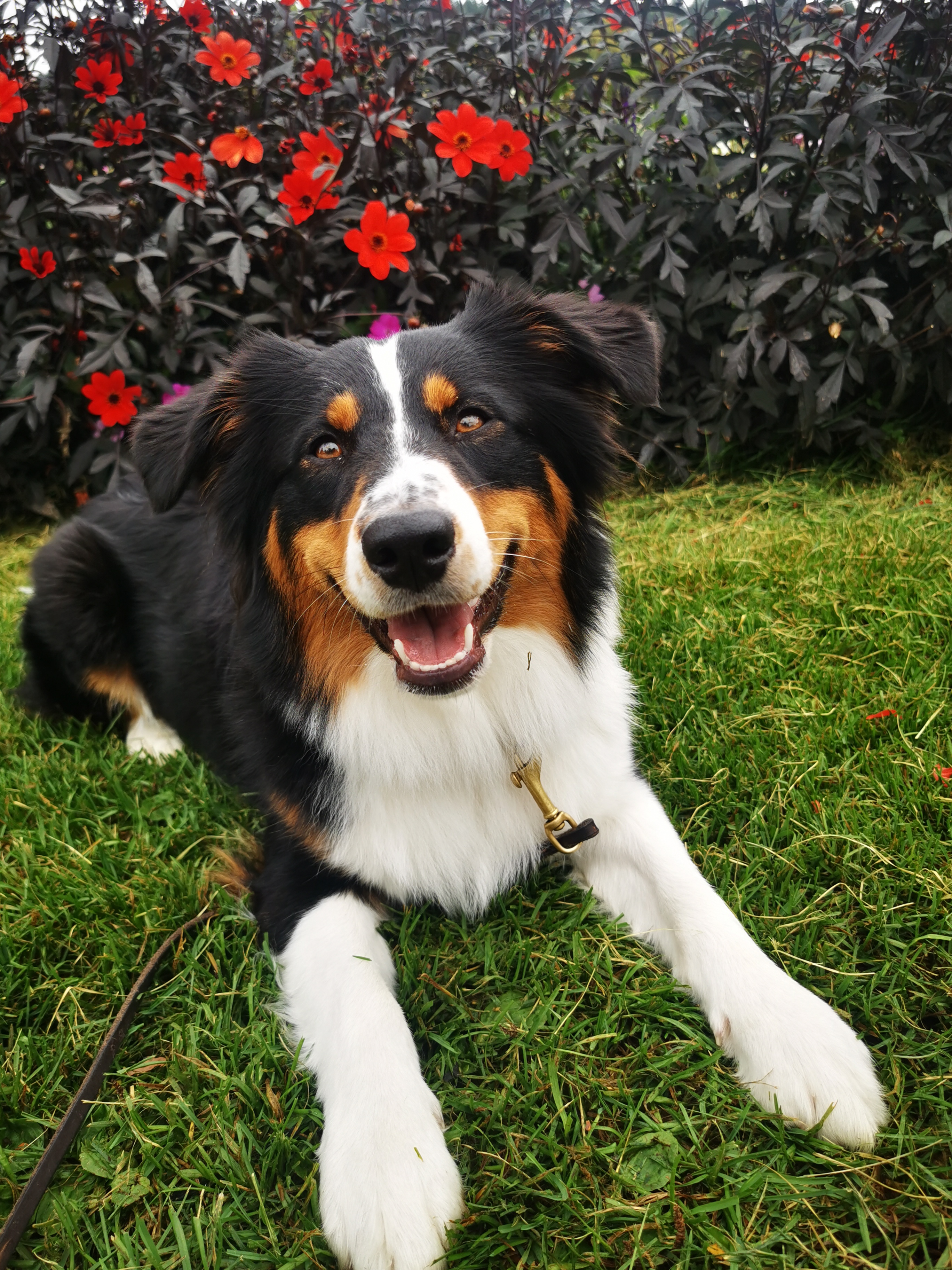 Risberget's Crow Luna Risberget's Crow Luna