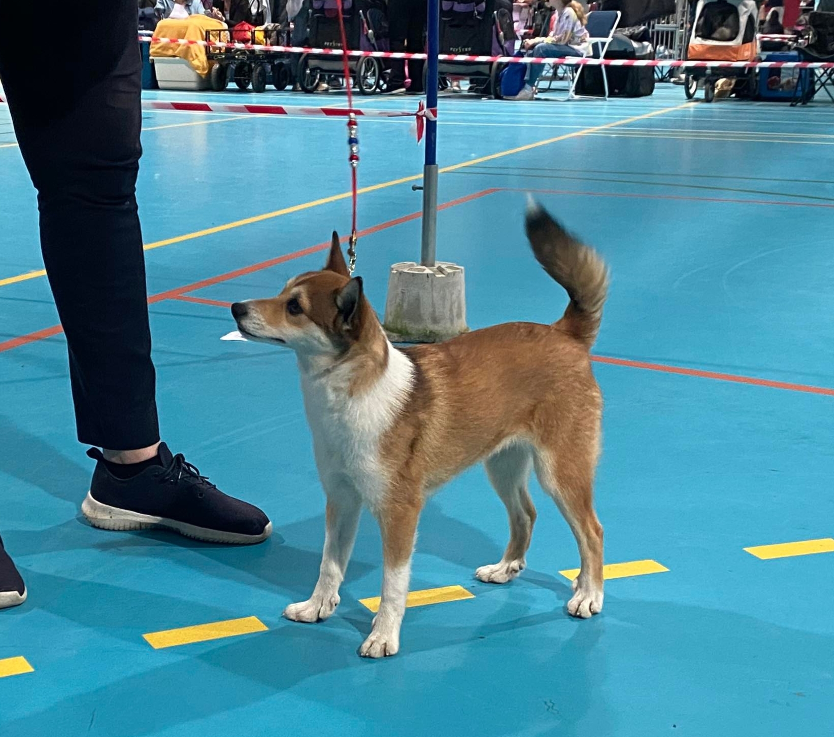 Pride Of Norway's Jolene Pride Of Norway's Jolene