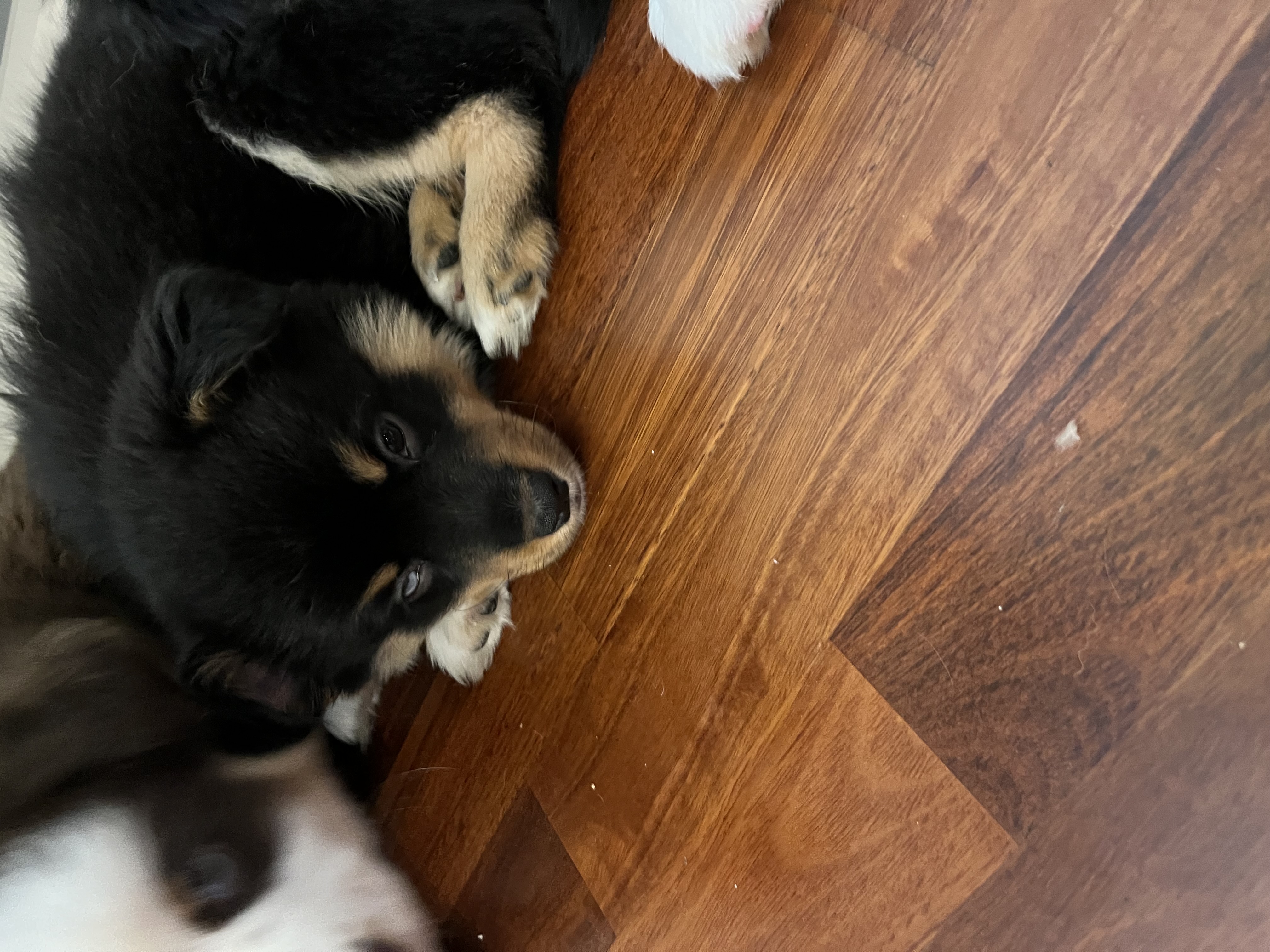 Lumen Blaze from Trilars Paws Lumen Blaze from Trilars Paws