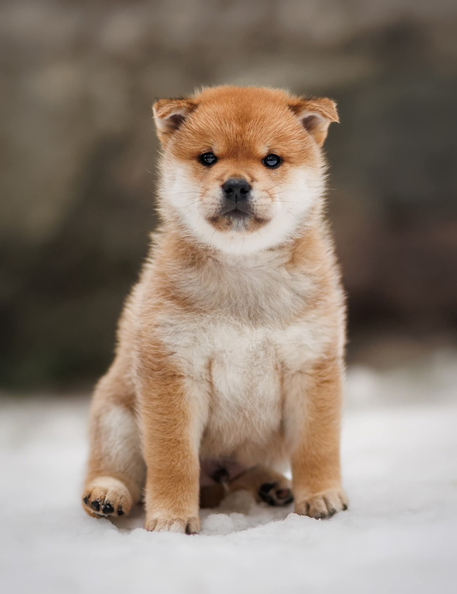 Hann 4 (Banzai) Hann 4 (Banzai)