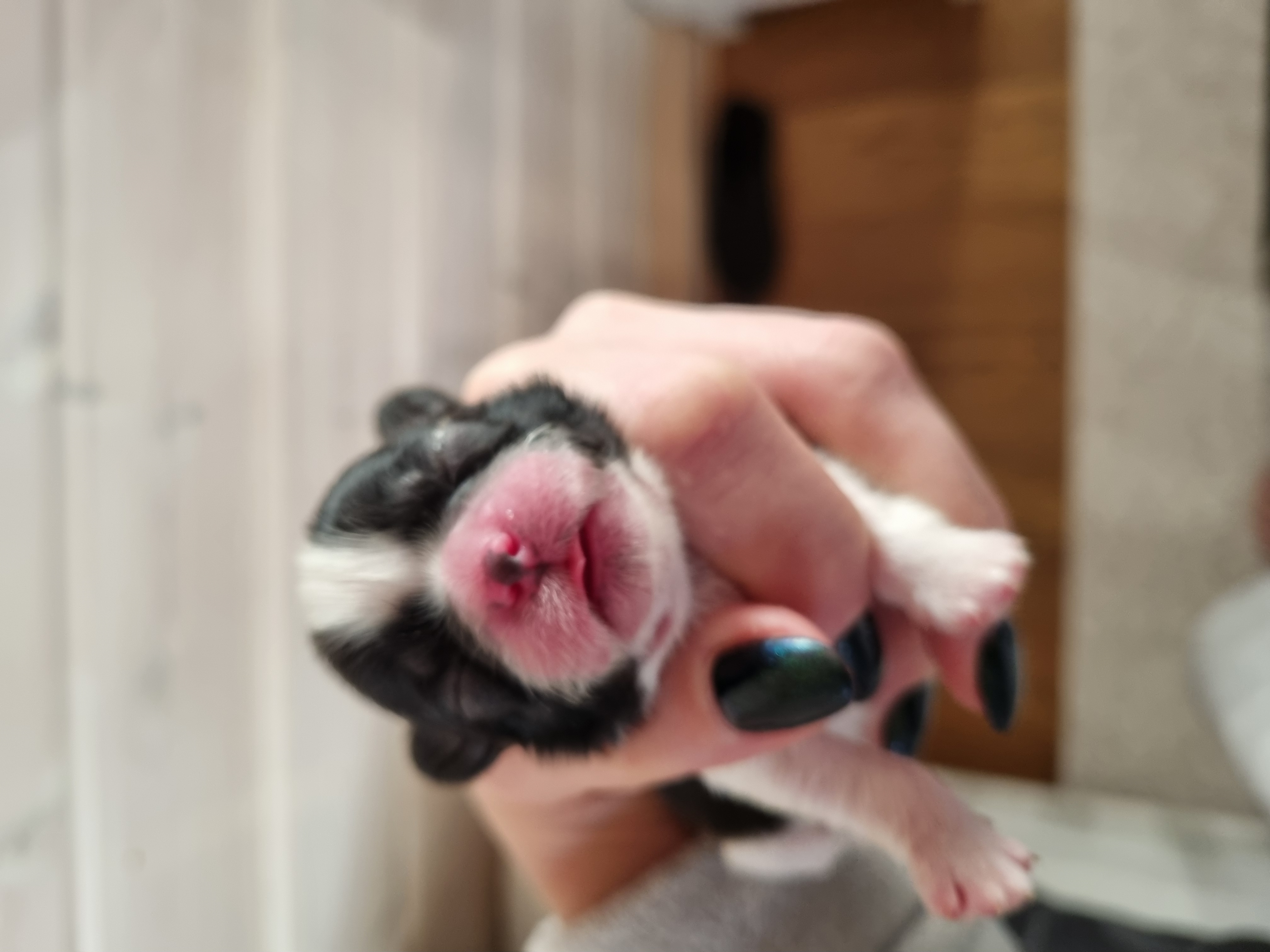 Dynamic image Dynamic image