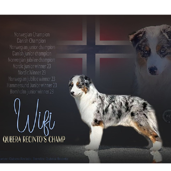 N DK UCH DK NJr CH NJub CH NORDJW-23 NORDW-23 NJUBJW-23 Qubera Recinto's Champ N DK UCH DK NJr CH NJub CH NORDJW-23 NORDW-23 NJUBJW-23 Qubera Recinto's Champ