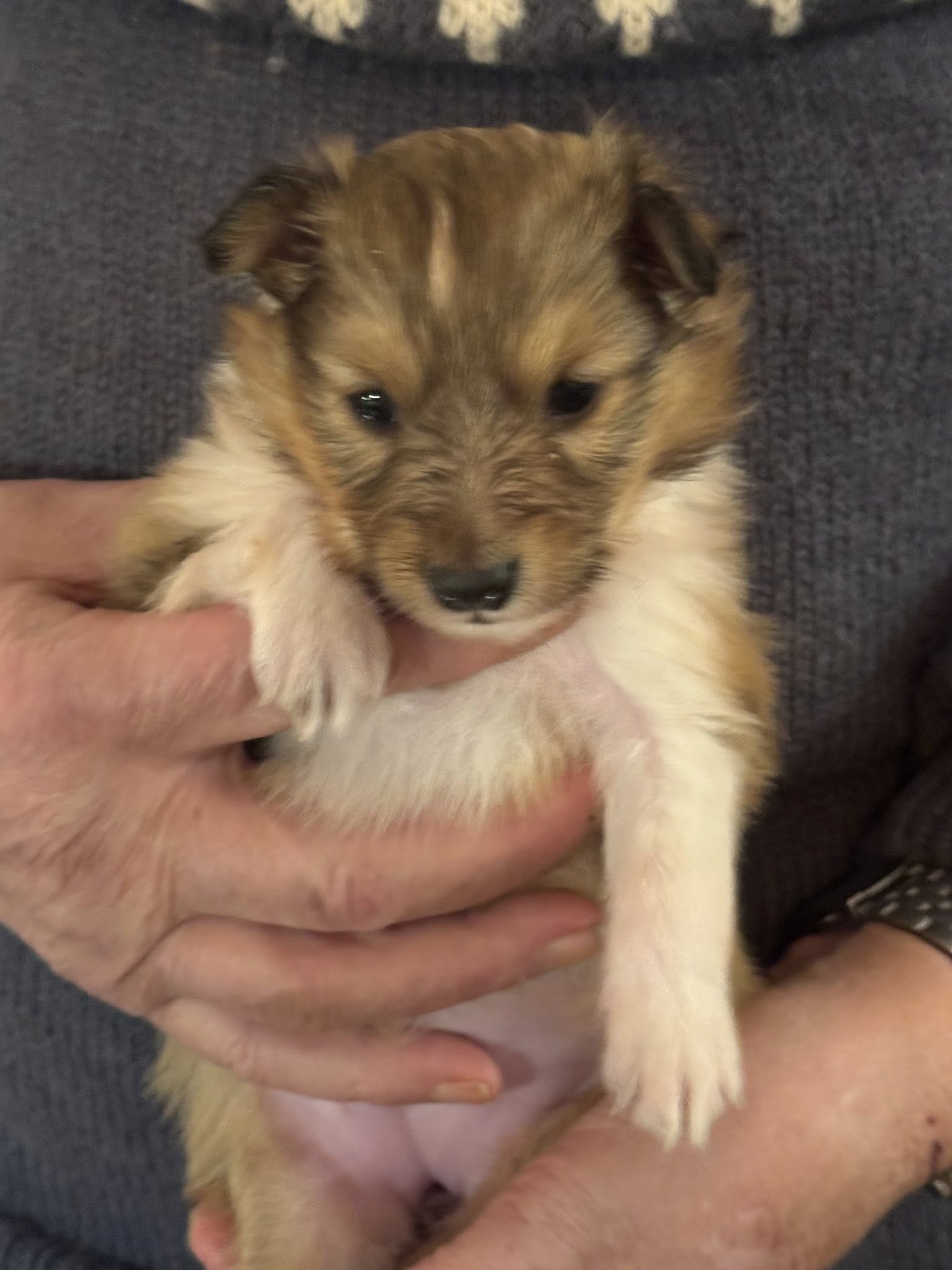 Mellsjøhøgda's Over The Moon