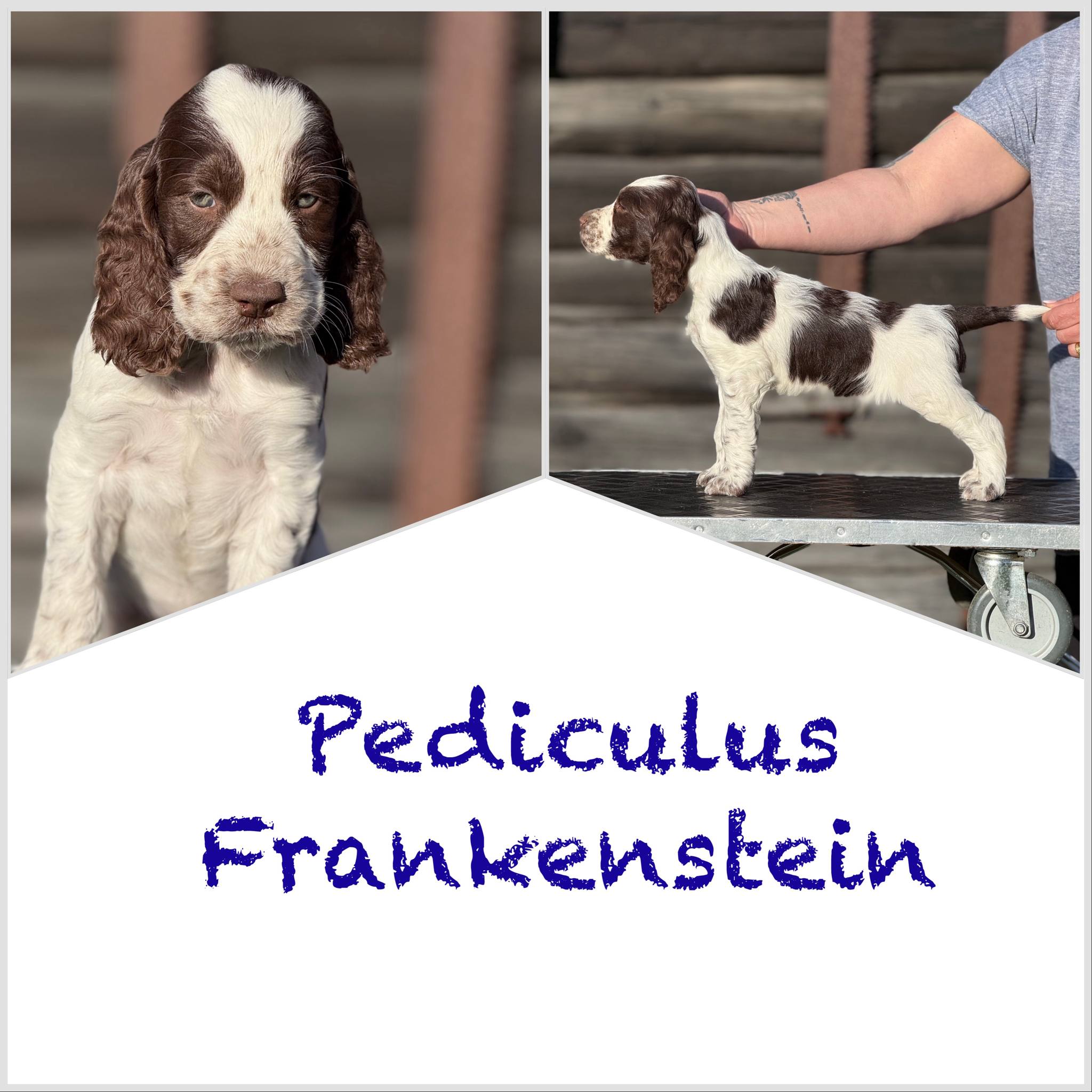 Pediculus Frankenstein