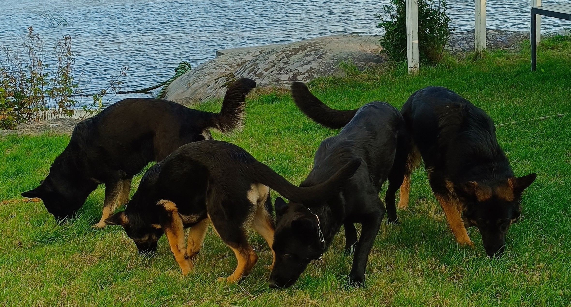 Schäferhund langhår Schäferhund langhår