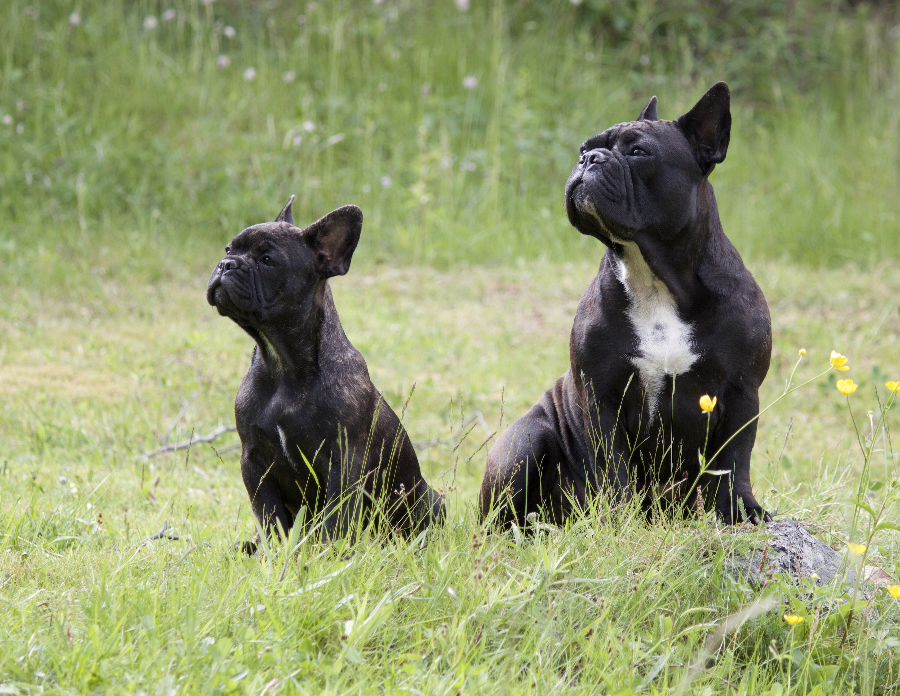 Bettybulls Amy Winehouse Bettybulls Amy Winehouse