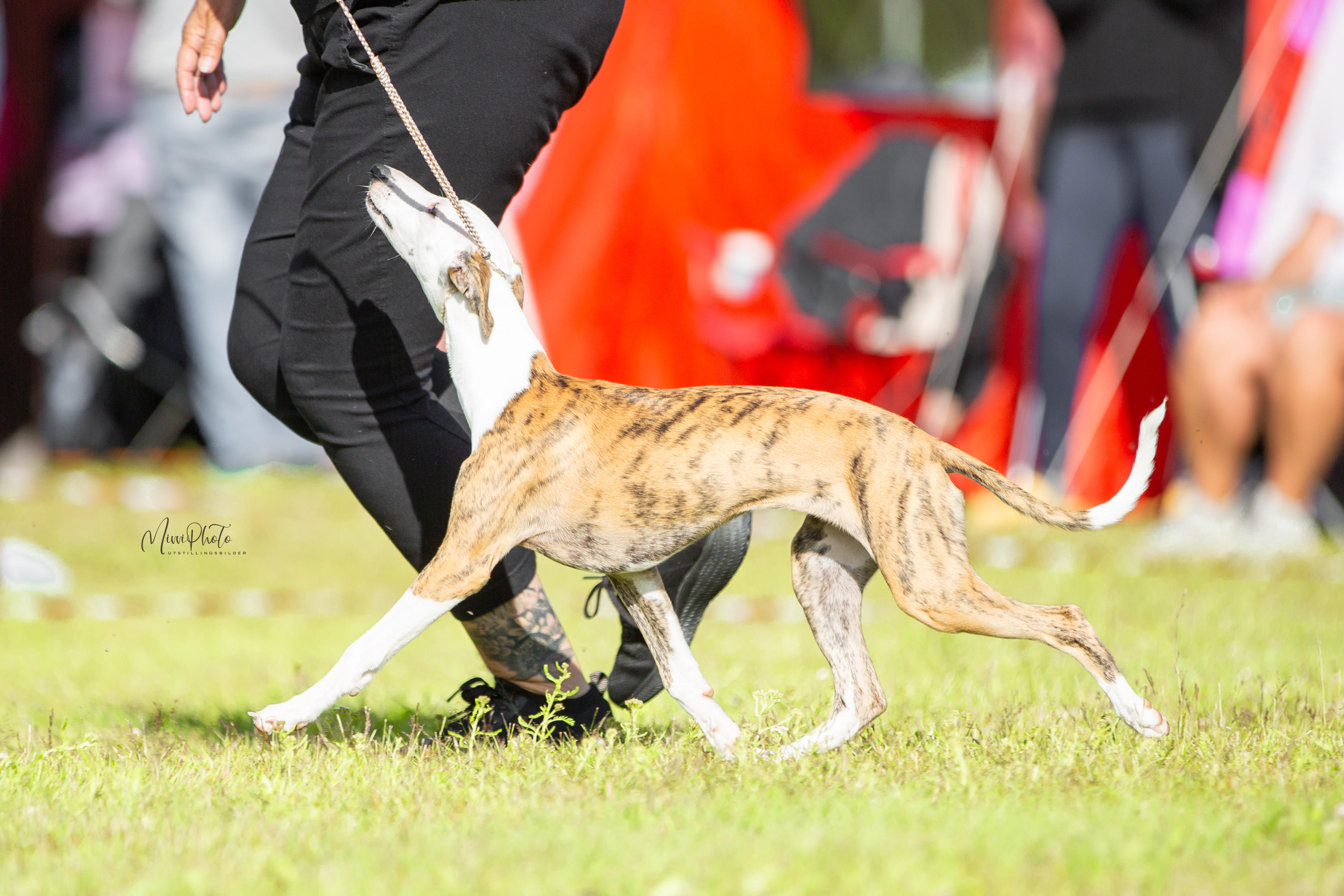 Mu-Ti-La's Fairytale of Dreams Mu-Ti-La's Fairytale of Dreams