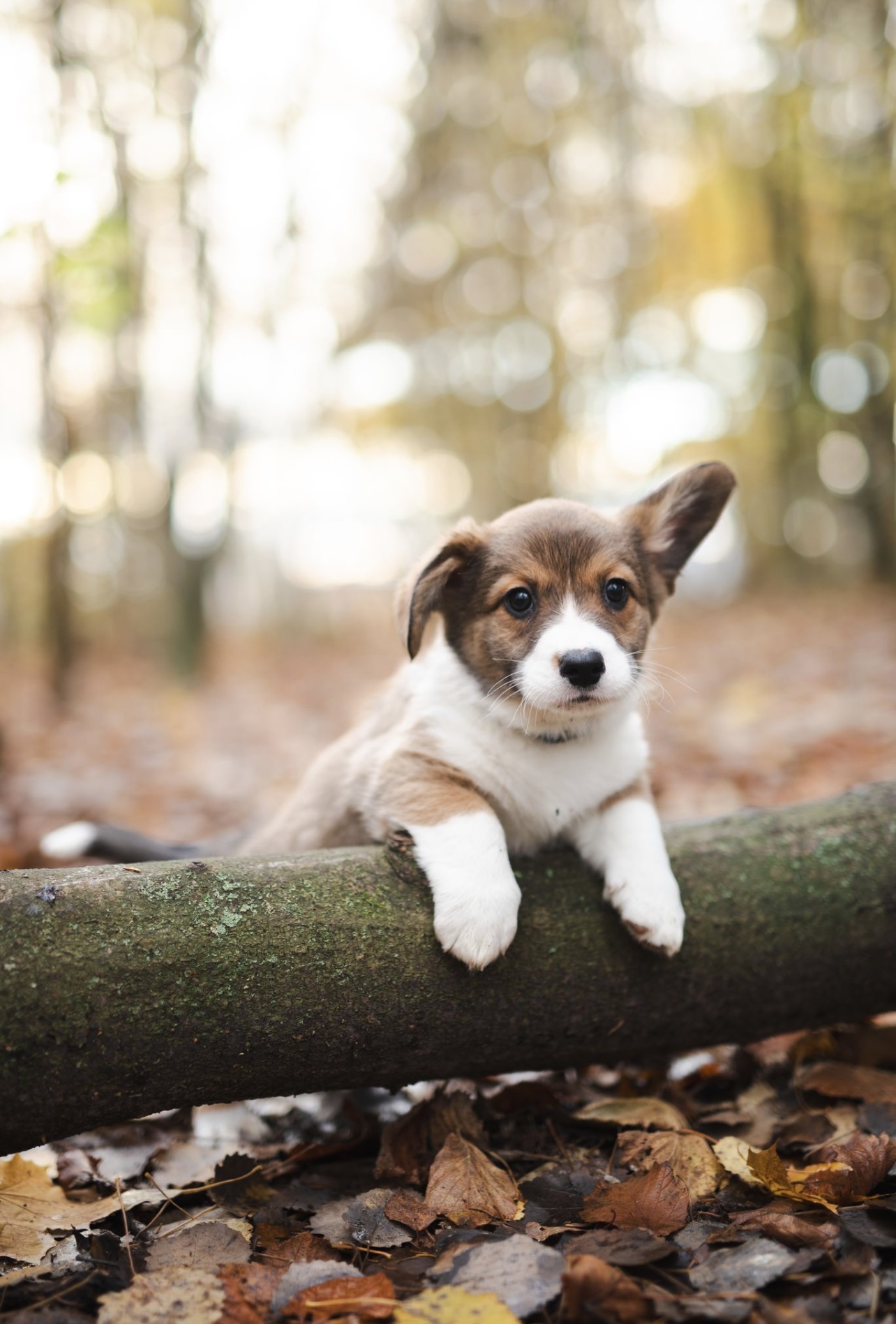 Spydebergspotens Prince Tito 