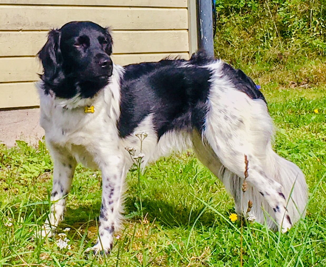 Stabykrokens Count on Eir Stabykrokens Count on Eir