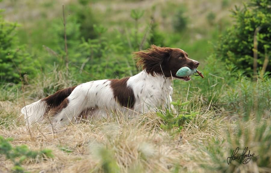 Kvalitet - et verktøy for gode oppdrettere