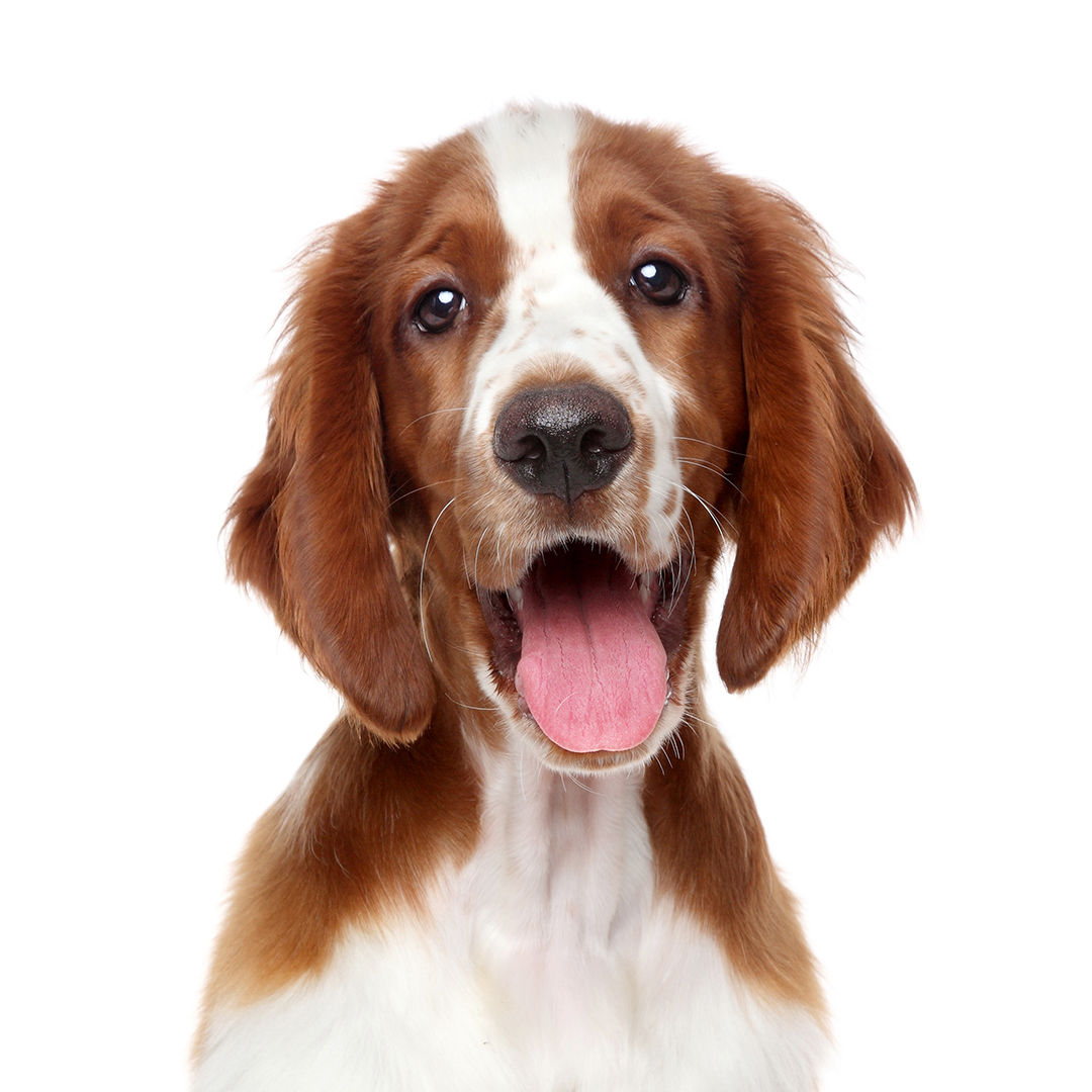 Welsh springer spaniel Welsh springer spaniel