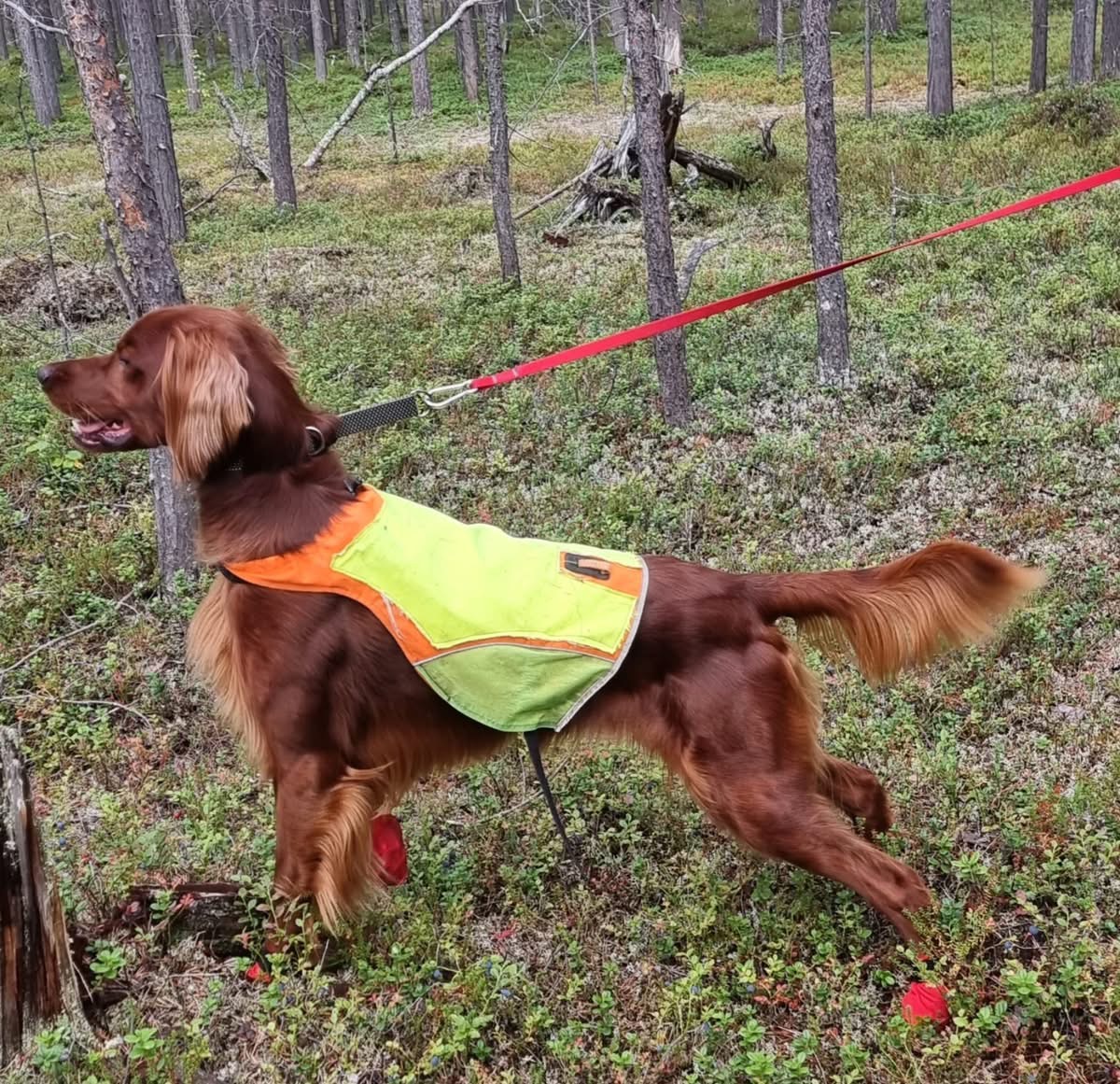 Fossefjellet’s Virko Fossefjellet’s Virko