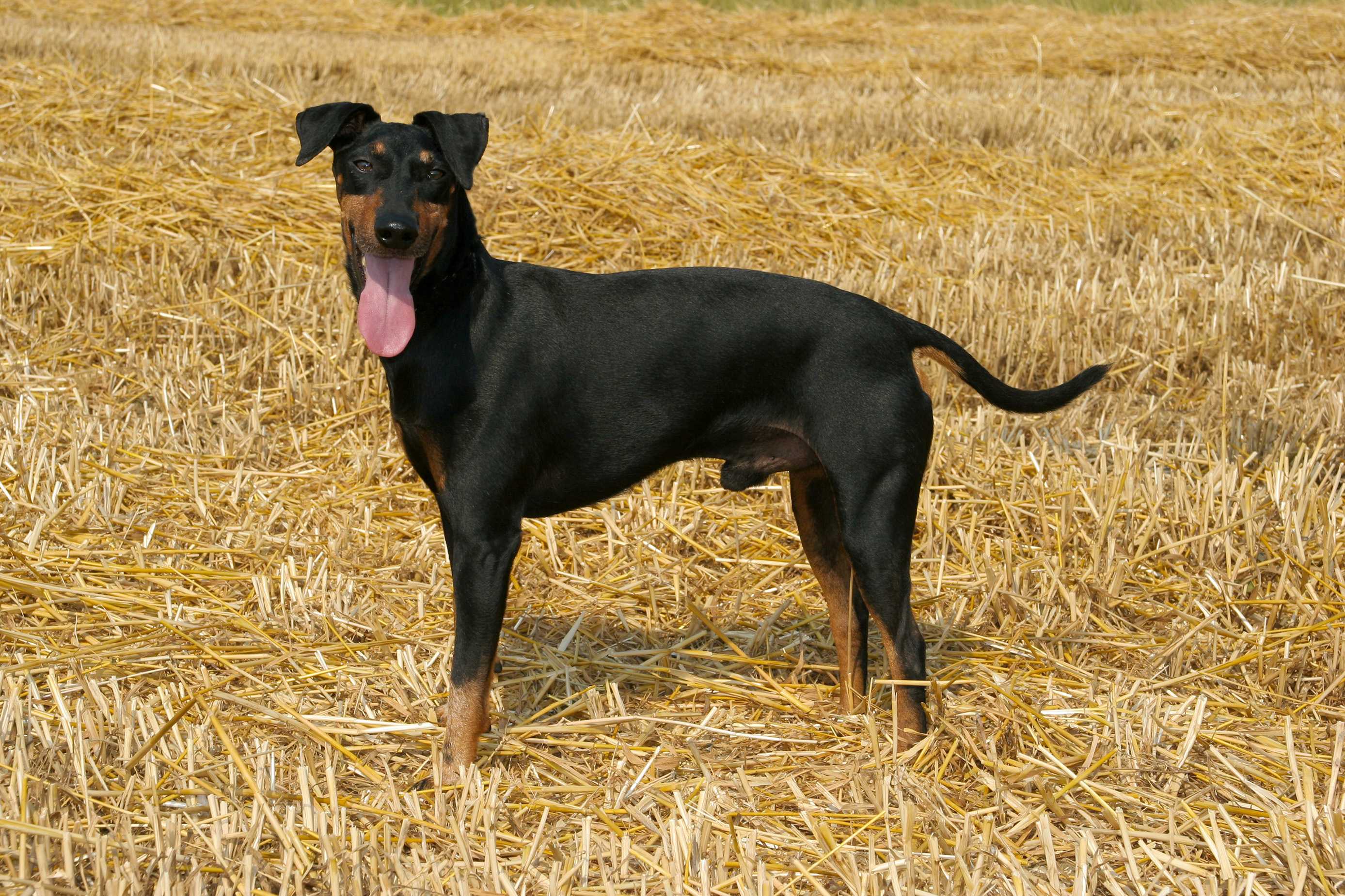 Manchester terrier