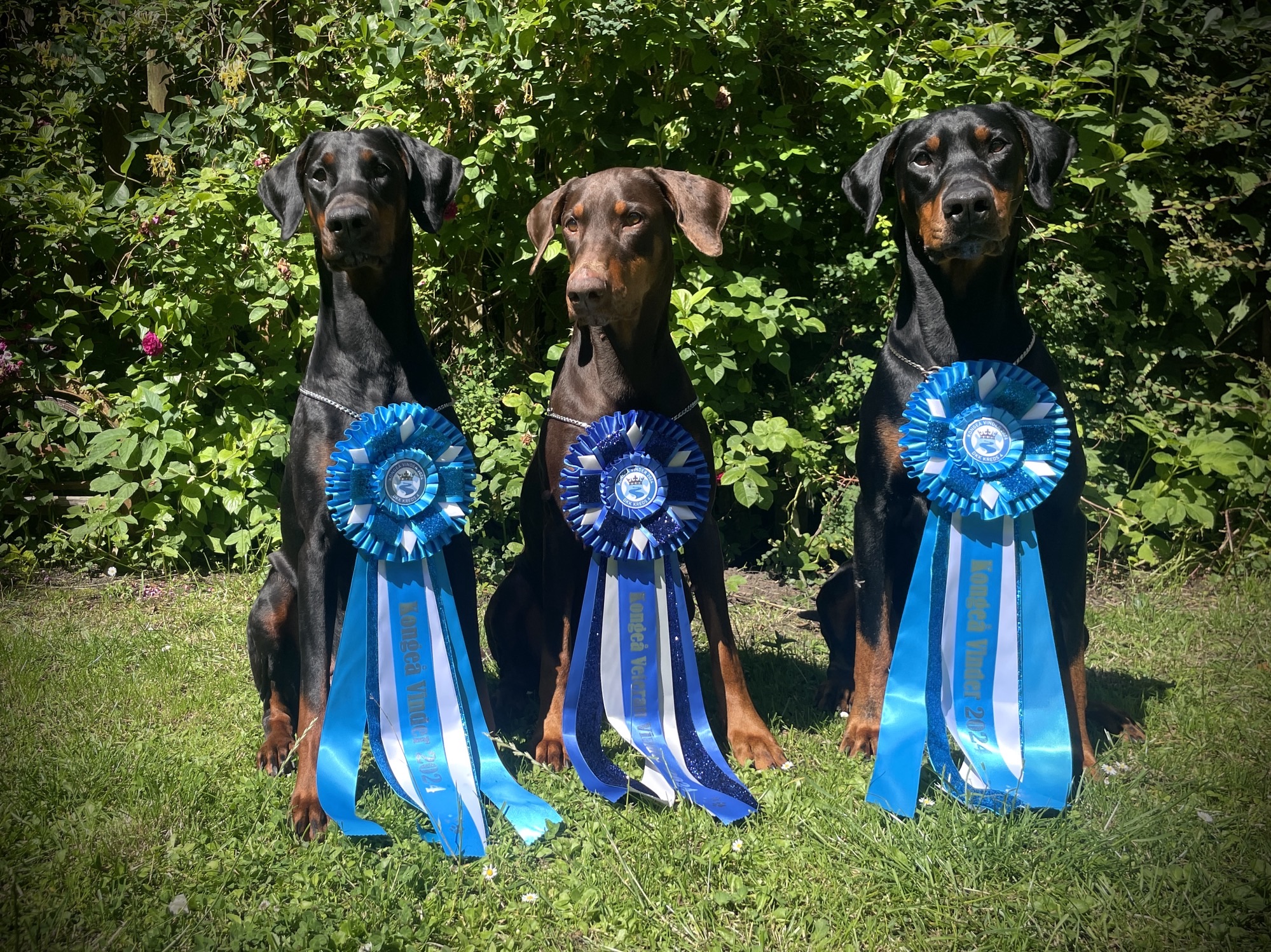 Dynamic image Dynamic image