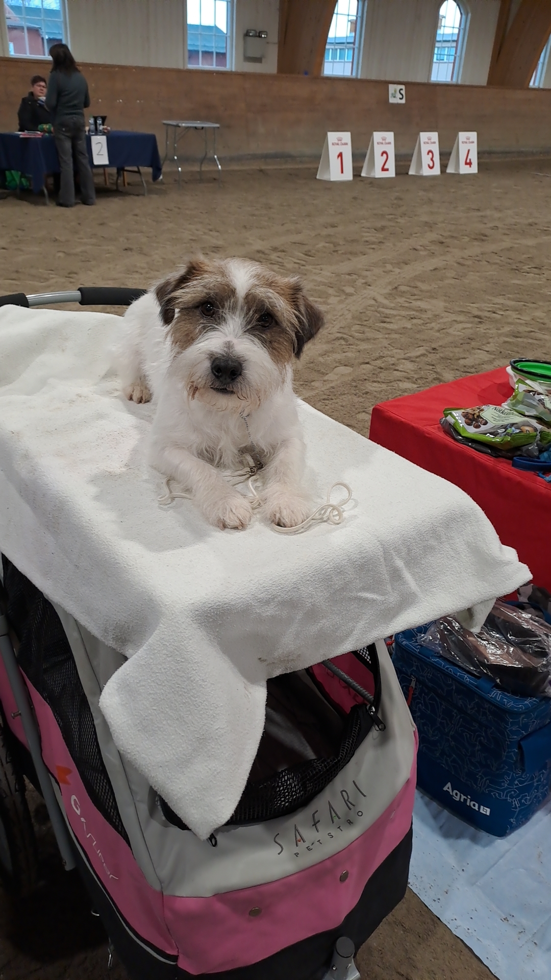 PunkyPops Fresh Fame PunkyPops Fresh Fame