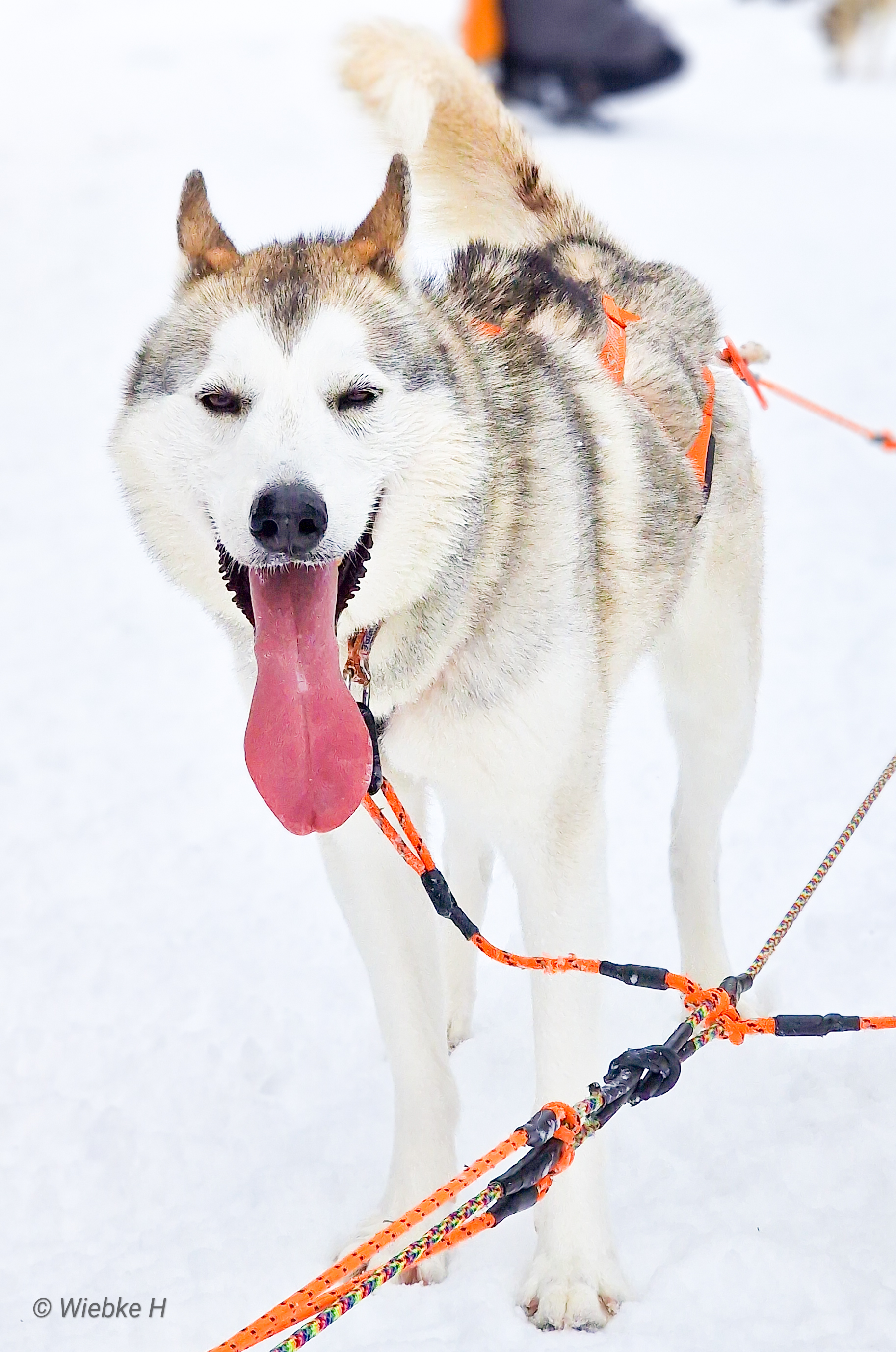 NTCH Sheza Classic Dare to Dream (Fenris) NTCH Sheza Classic Dare to Dream (Fenris)