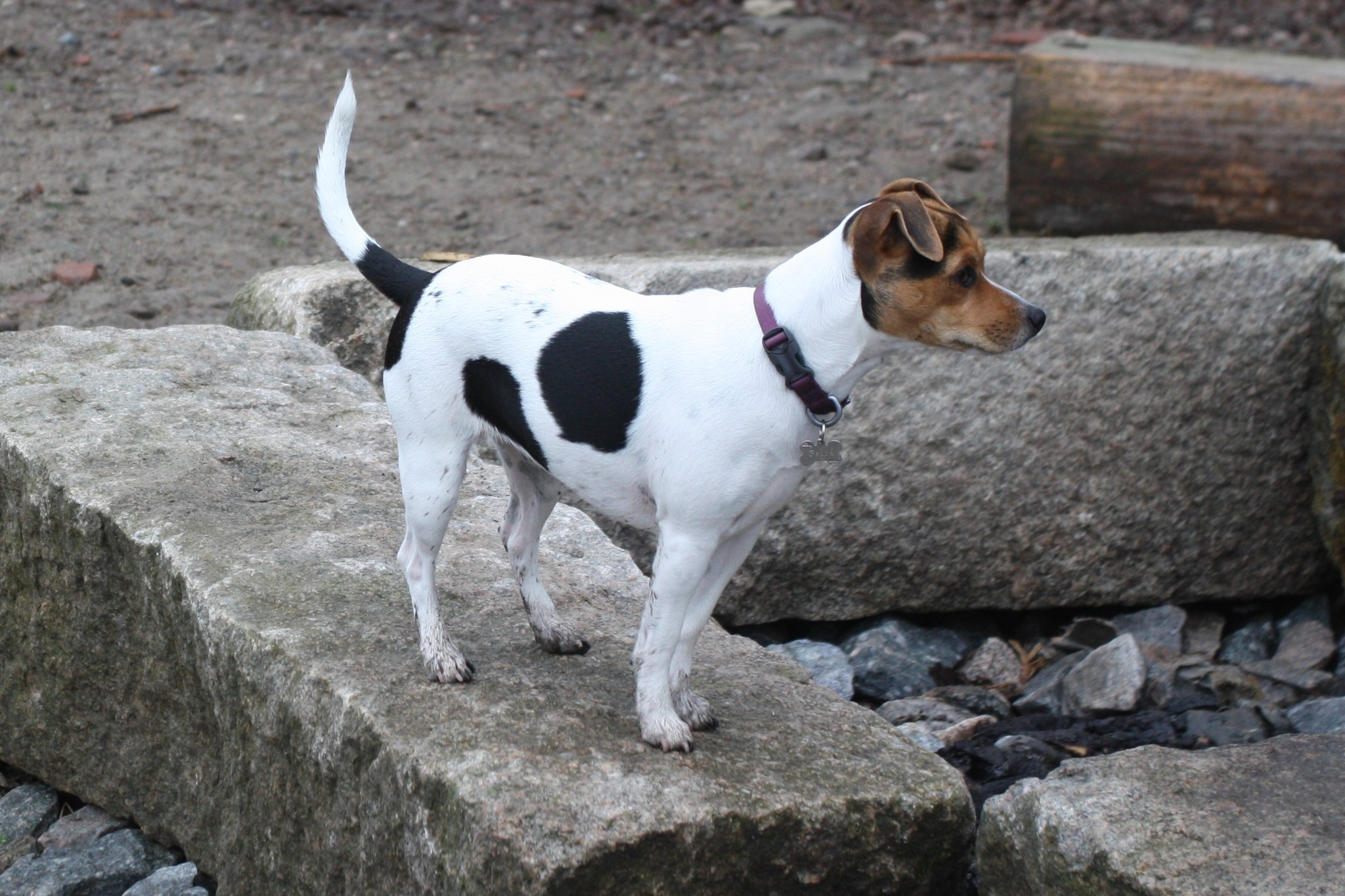 Halvskogen`s Princess Peach