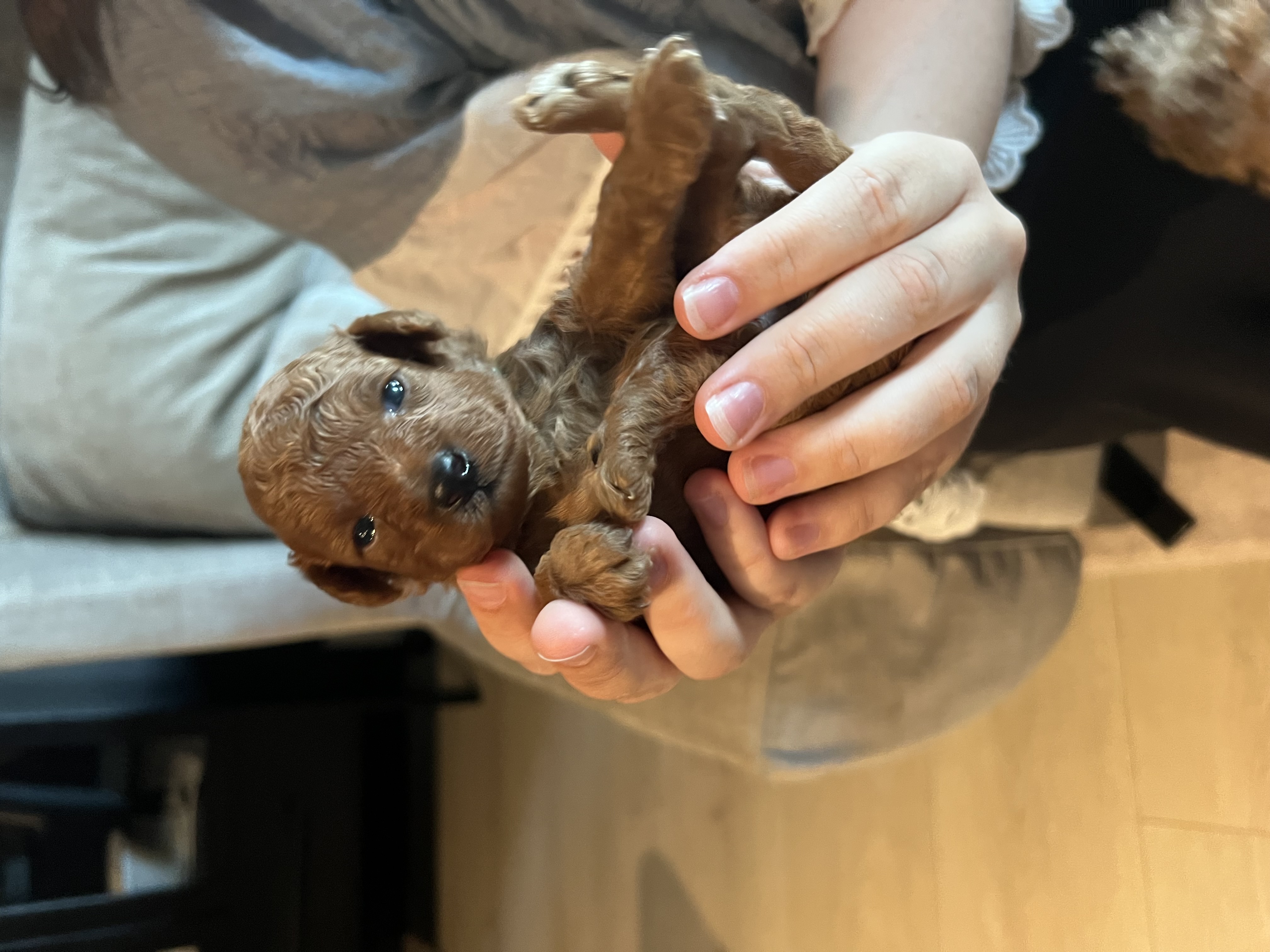 Mon Ami Dream`s Leia Mon Ami Dream`s Leia