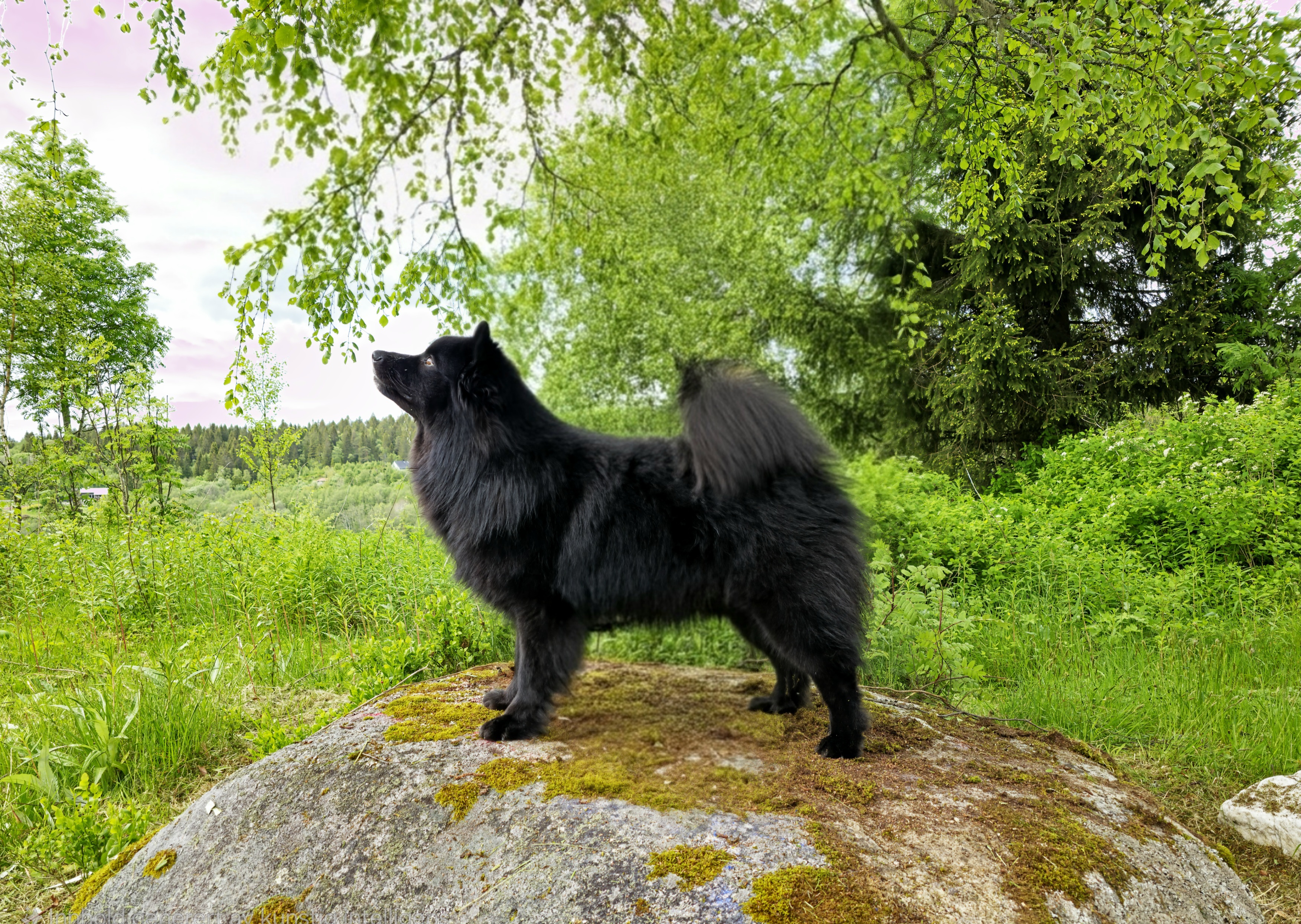 Black Alerts Isander Black Alerts Isander