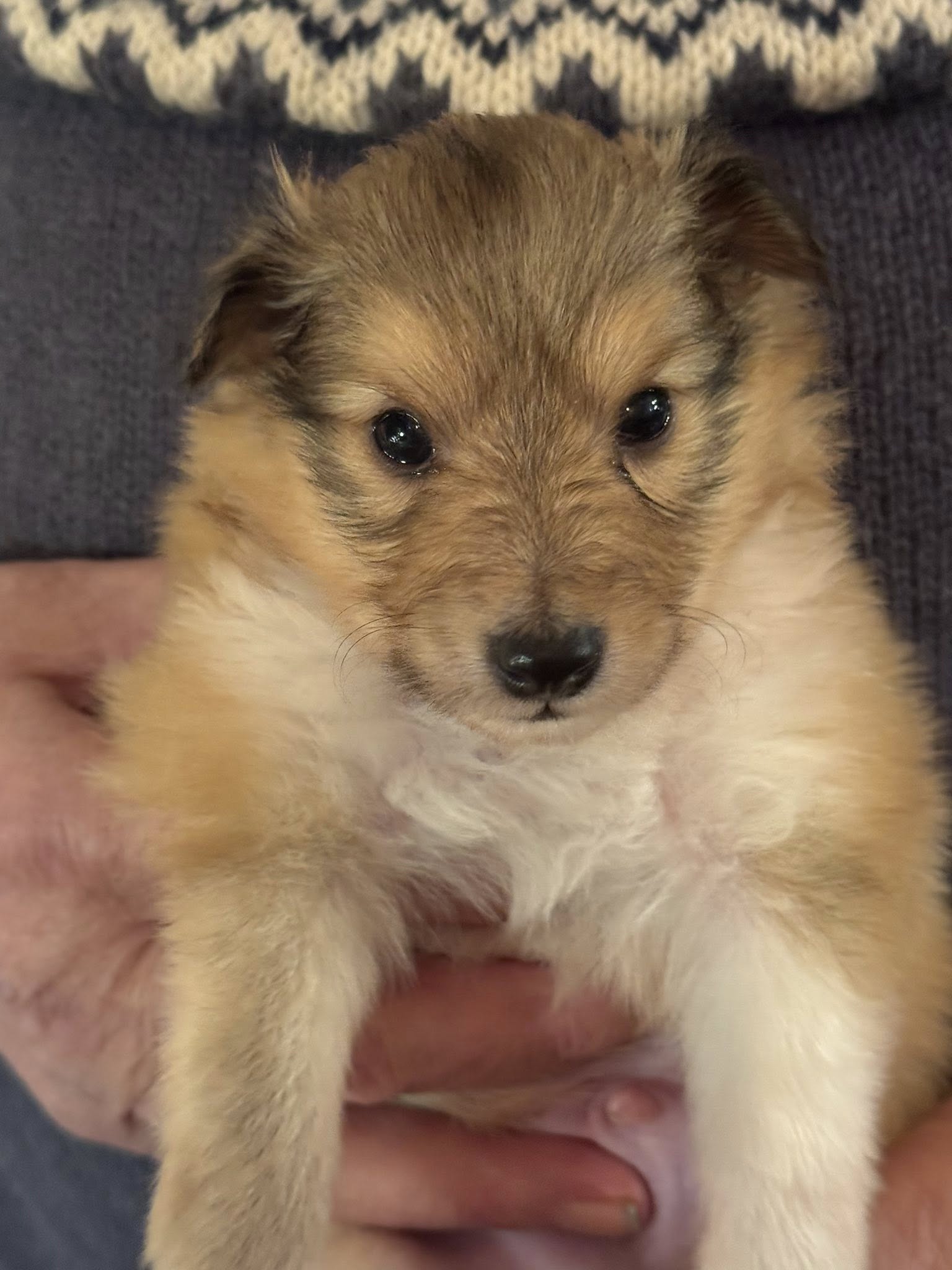 Mellsjøhøgda's One Step Closer