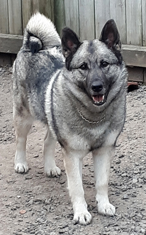 Gokstadhaugen's TESSA Gokstadhaugen's TESSA