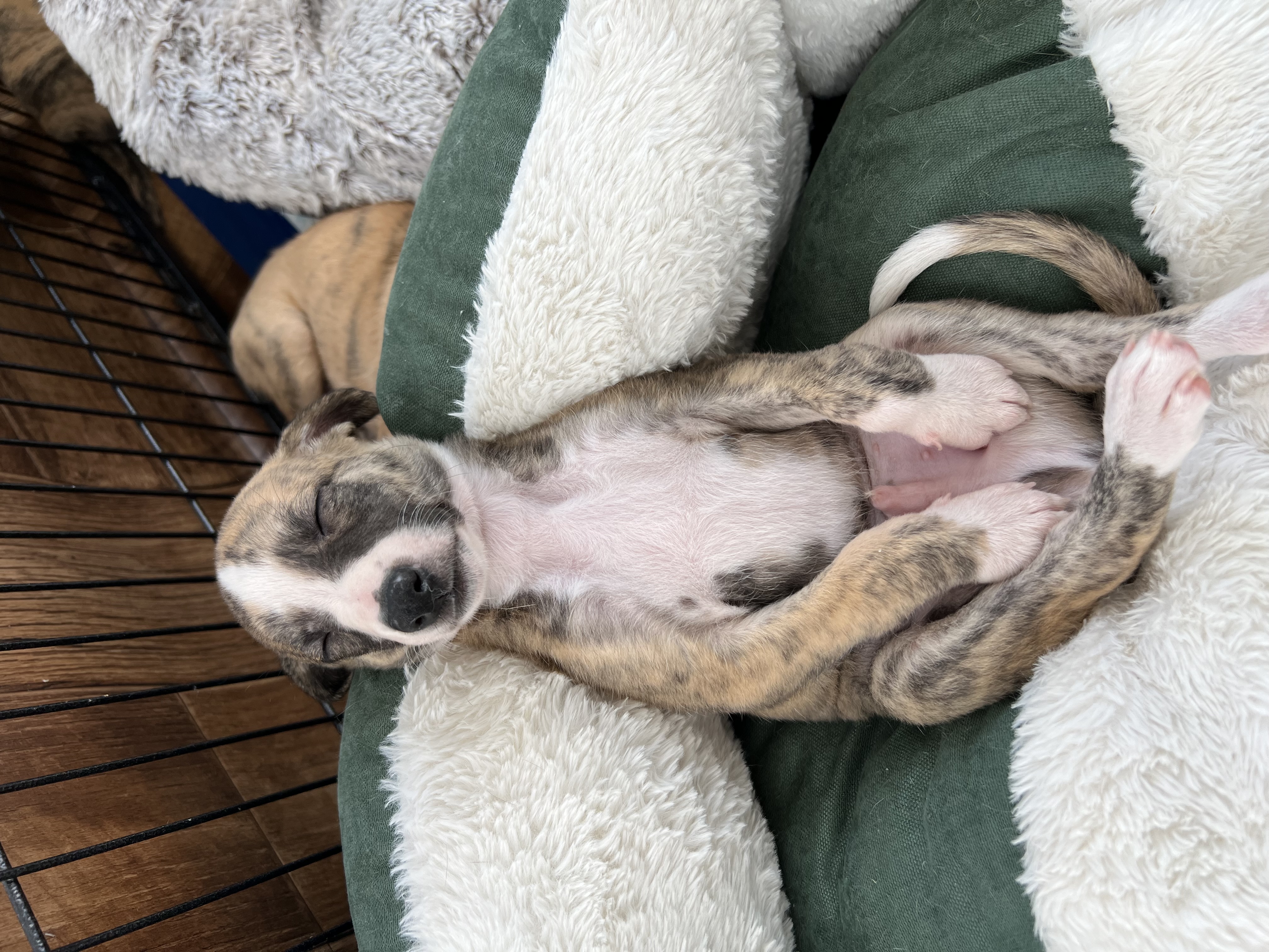 Jealous Priest Jealous Priest