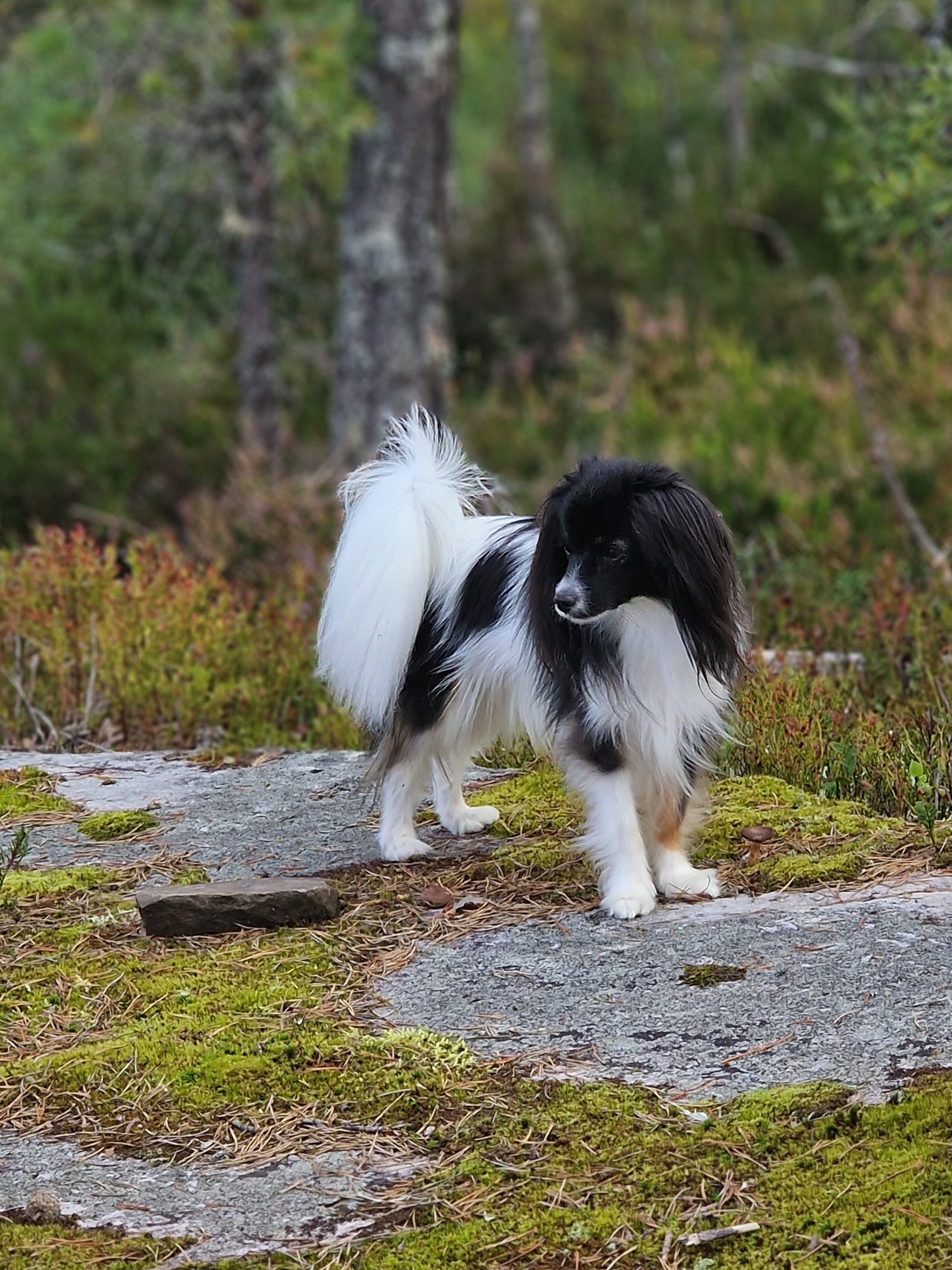 Minelos Dream Minelos Dream