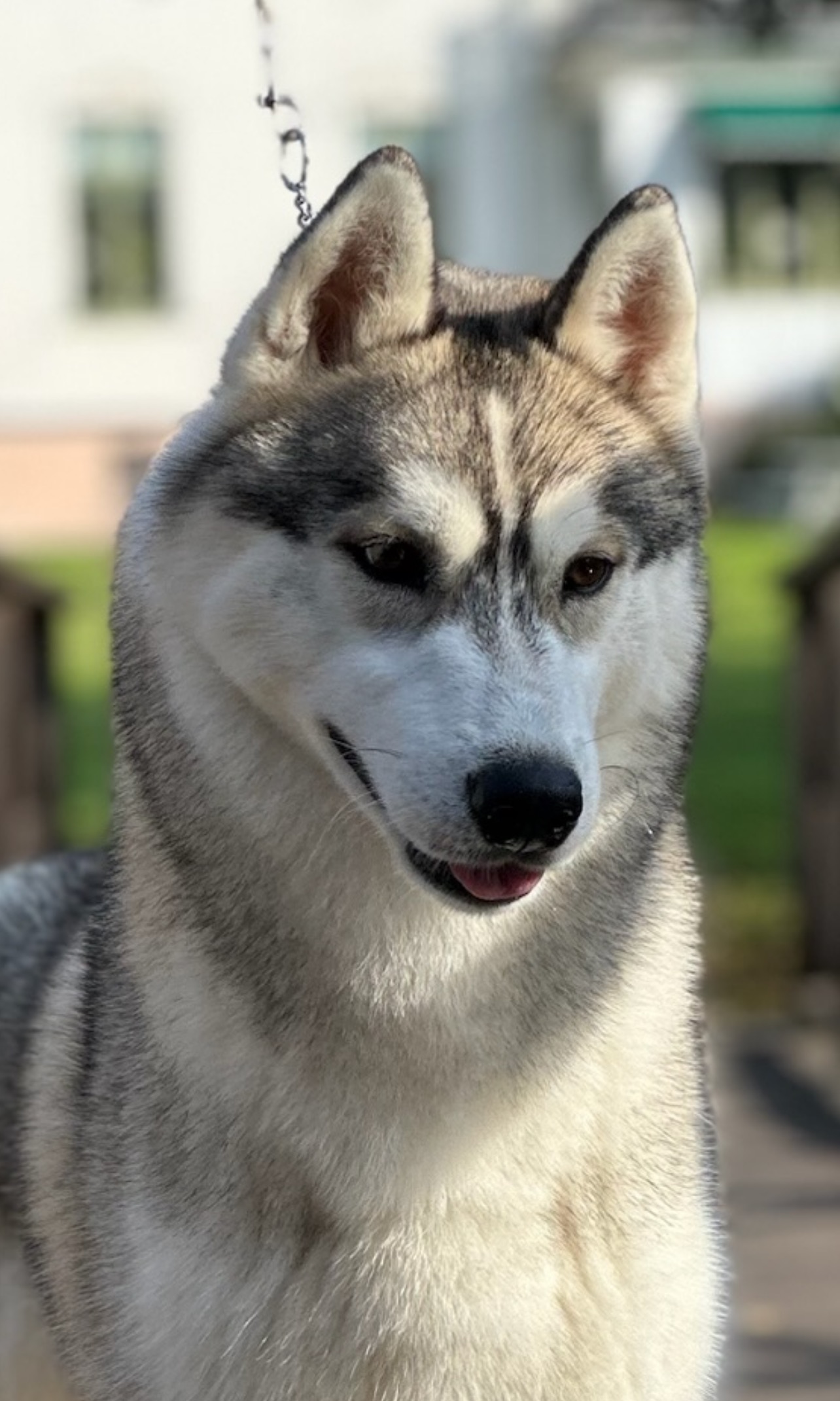 Gelido Vento Hi - Fi Gelido Vento Hi - Fi