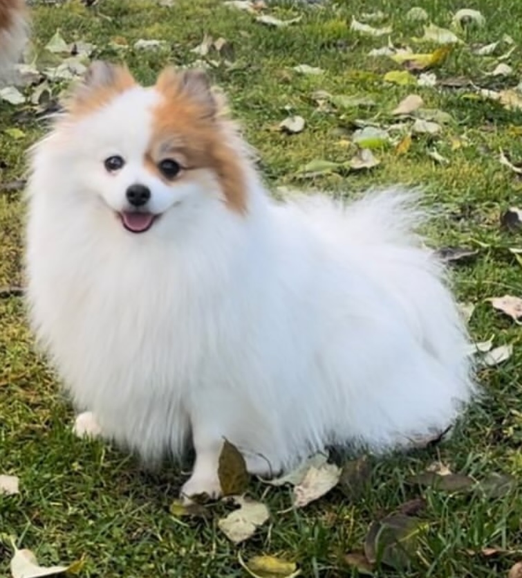 Villa Mimolas Lethal Emerald Villa Mimolas Lethal Emerald