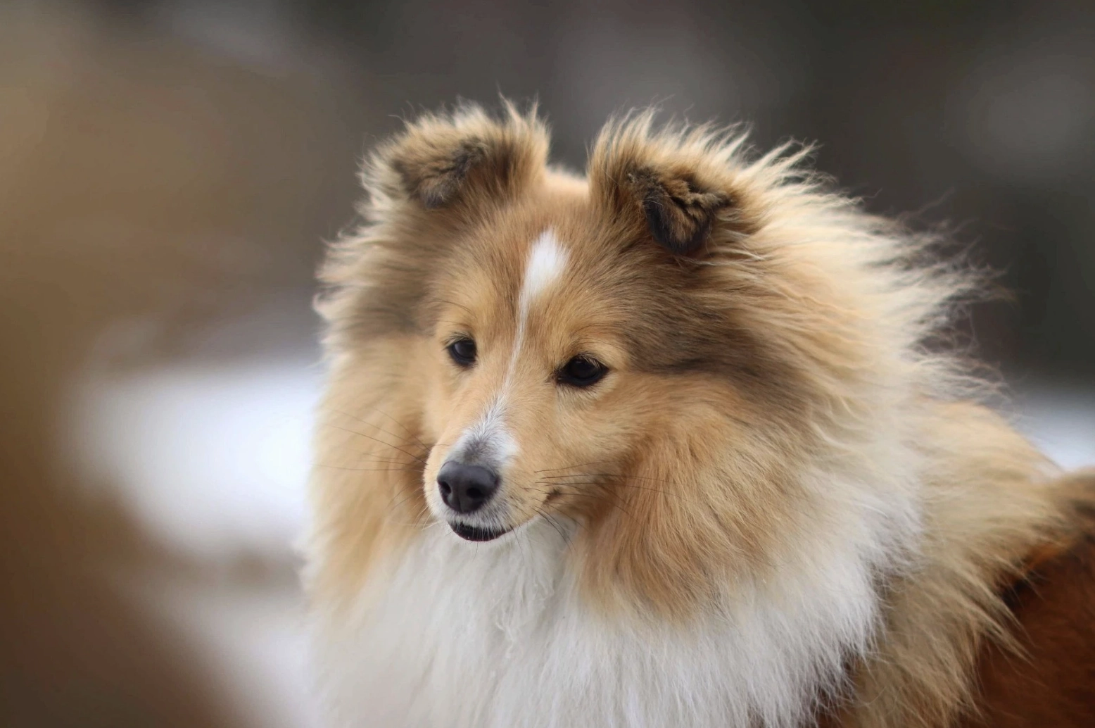 Sheltielyckans J'Adore Sheltielyckans J'Adore