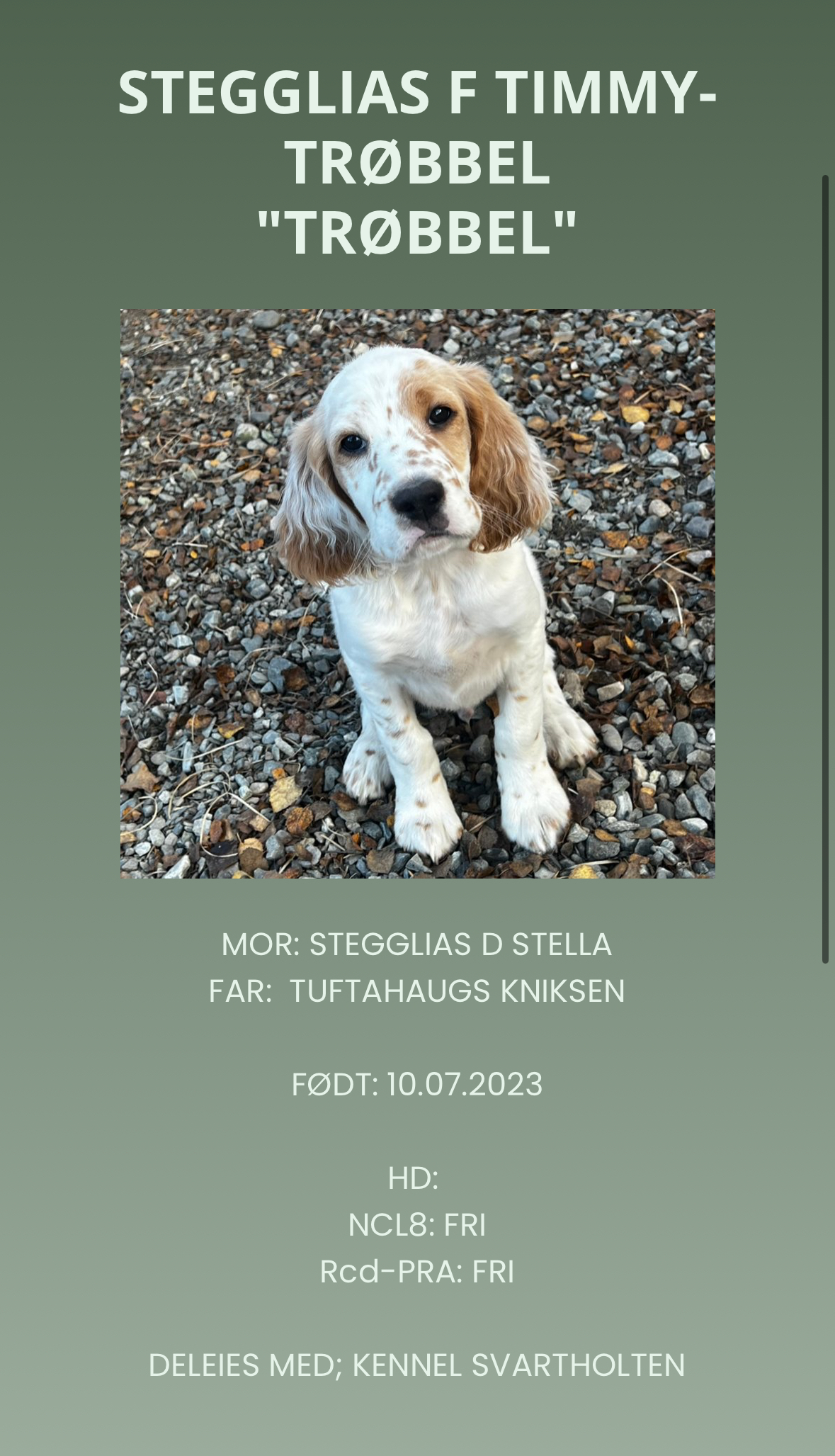 Stegglias F Timmy-Trøbbel Stegglias F Timmy-Trøbbel