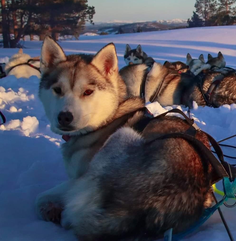 Team Tuvas Dunder Team Tuvas Dunder