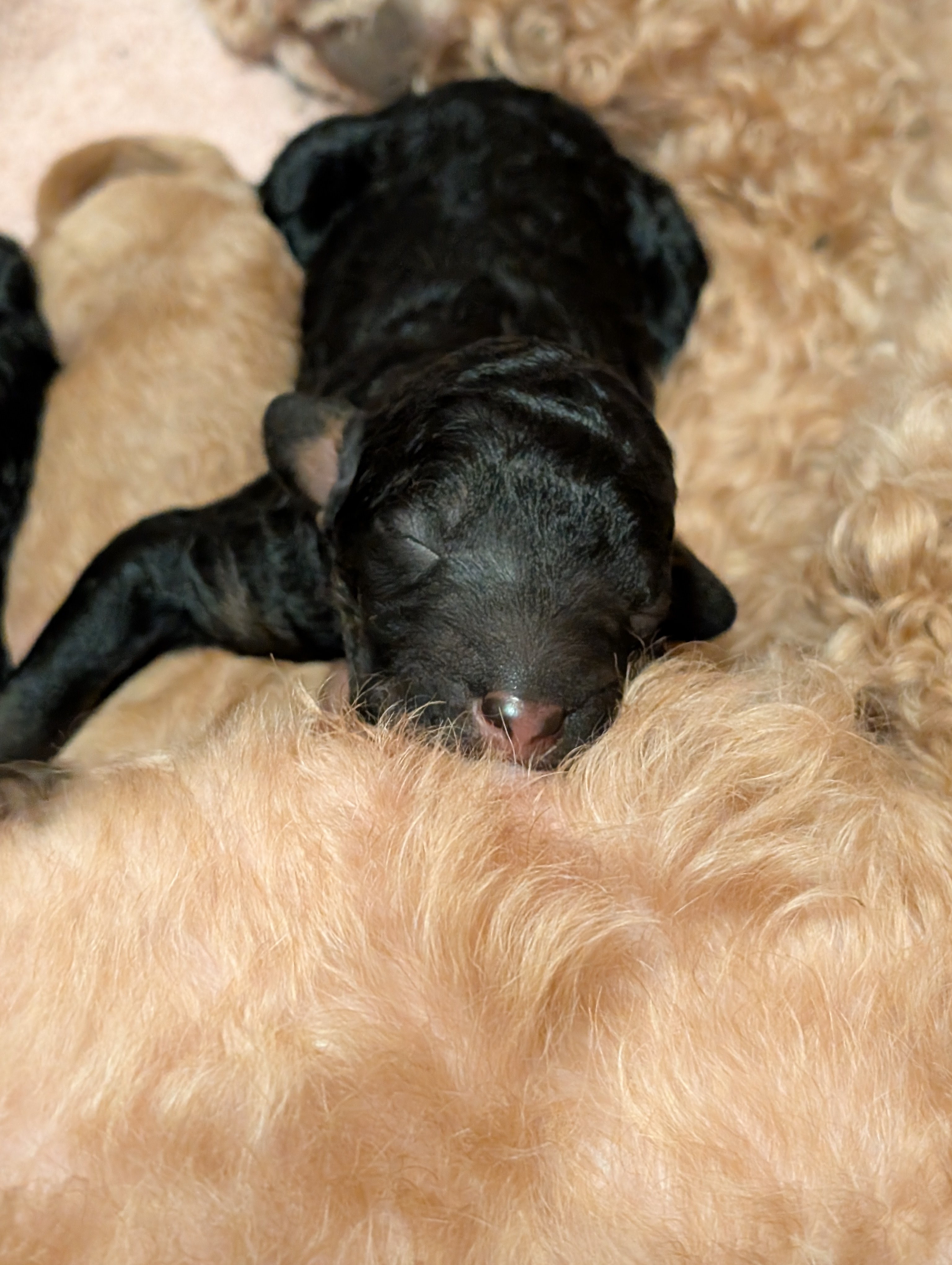 BjørnePias Haden Piano