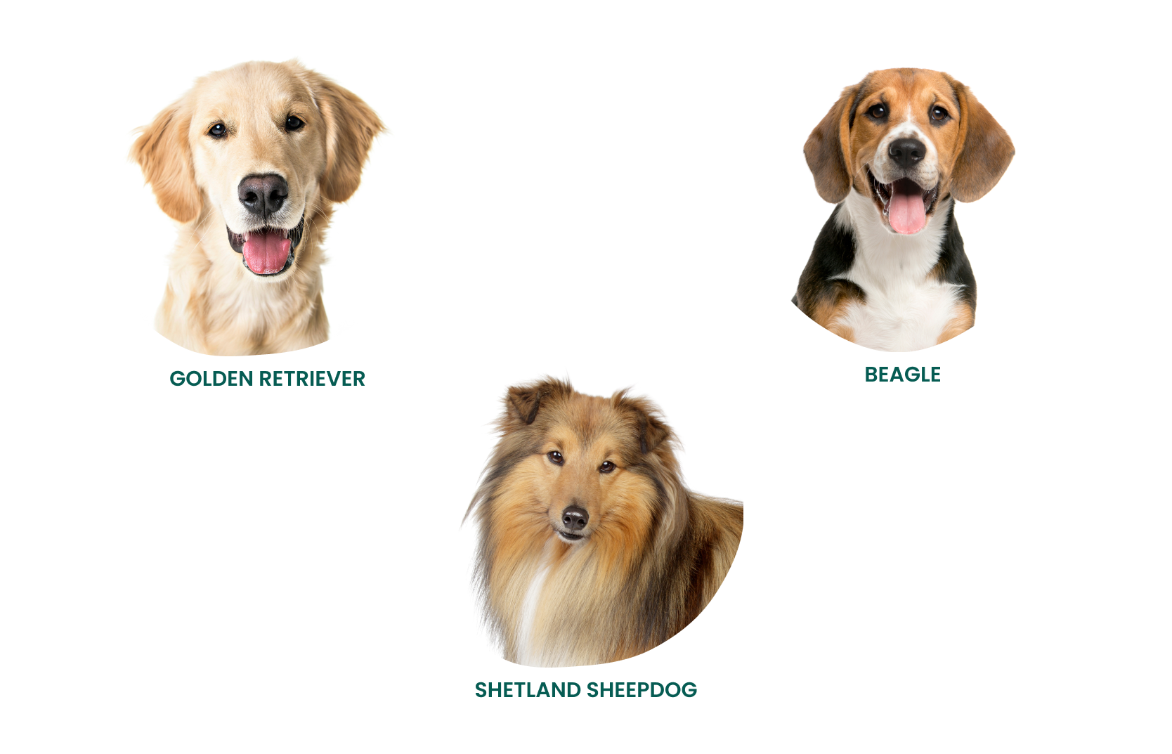 Golden retriever, beagle og shetland sheepdog – hunderaser som passer for barnefamilier og førstegangseiere Golden retriever, beagle og shetland sheepdog – hunderaser som passer for barnefamilier og førstegangseiere