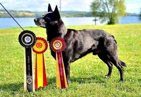 AD BH N SE DK UCH DKVECH N LCH N RL CH LPIII RLI RLII RLE Njv-13 NVV-21 NV-21 VIVV-22 ROVV-22 Aussie Action's Black Quick-Step "Vegas" AD BH N SE DK UCH DKVECH N LCH N RL CH LPIII RLI RLII RLE Njv-13 NVV-21 NV-21 VIVV-22 ROVV-22 Aussie Action's Black Quick-Step "Vegas"