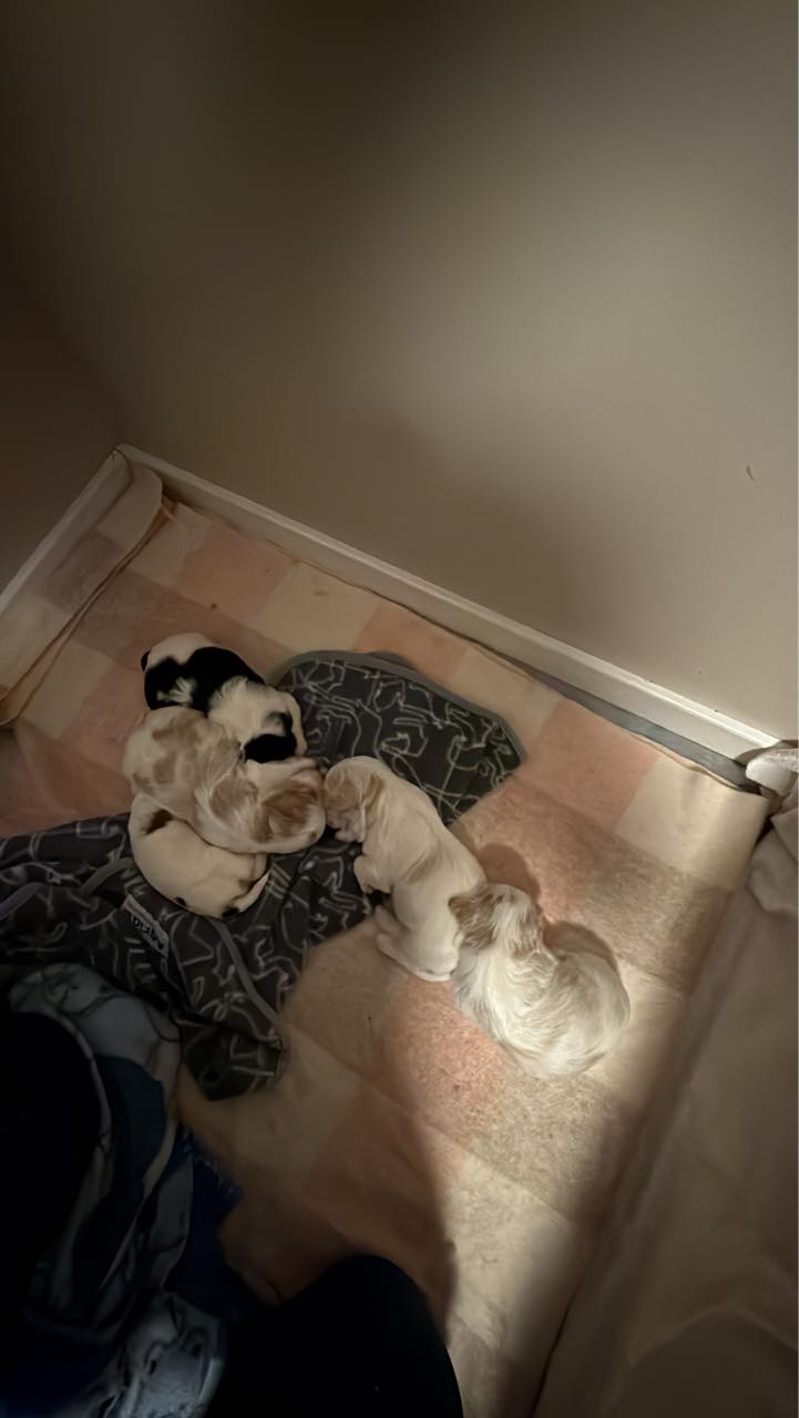 Mabel Tollefsen Mabel Tollefsen