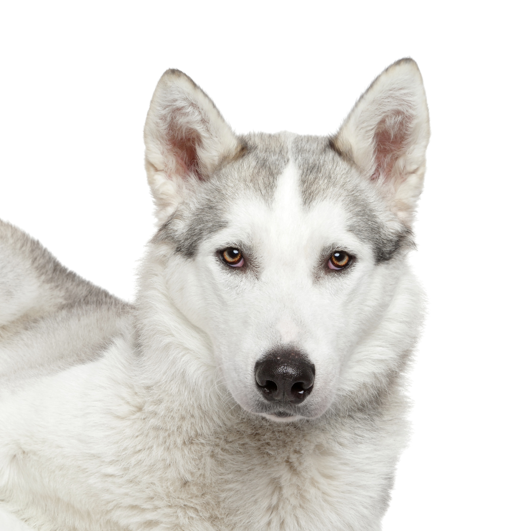 Siberian husky Siberian husky